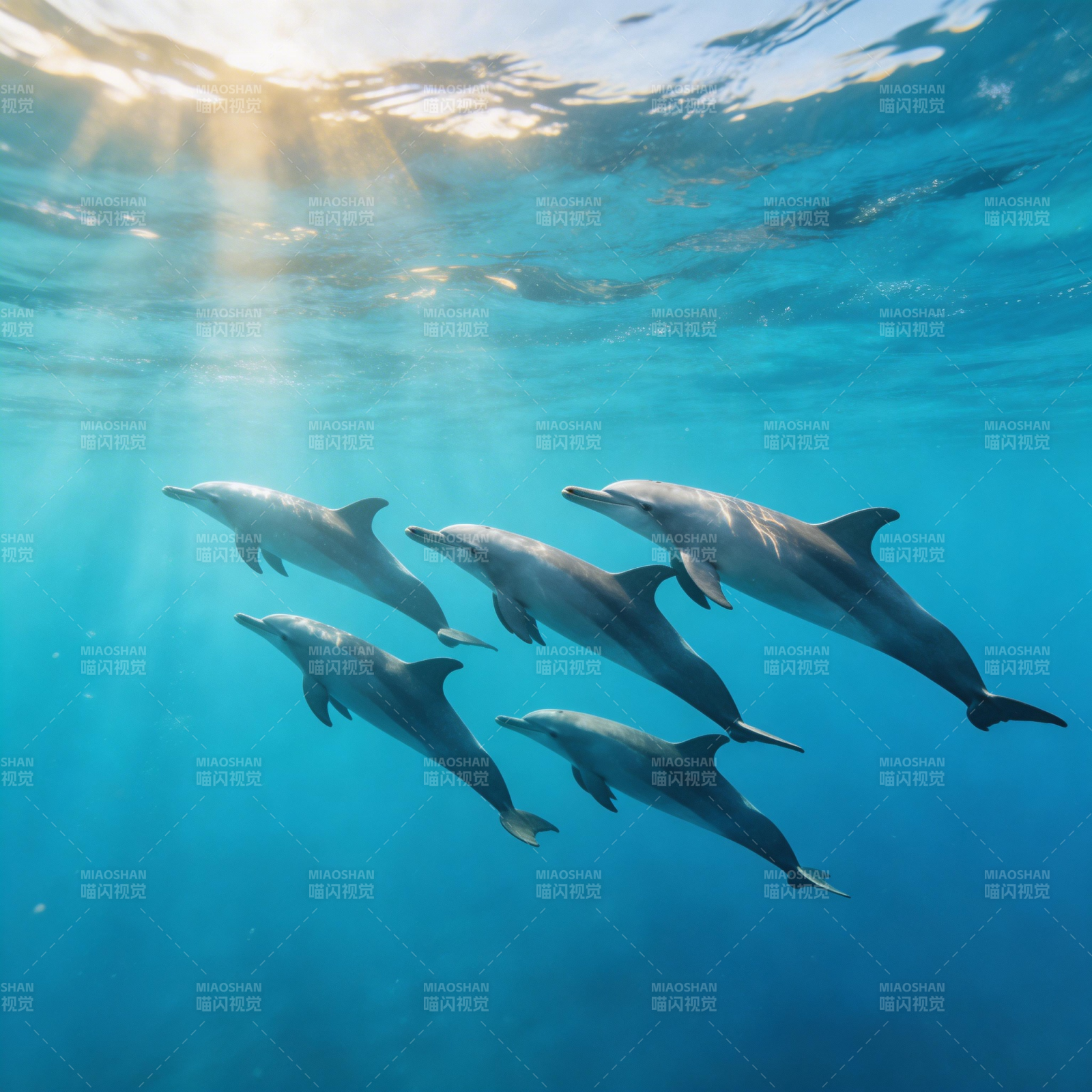 海豚共舞碧波间图片