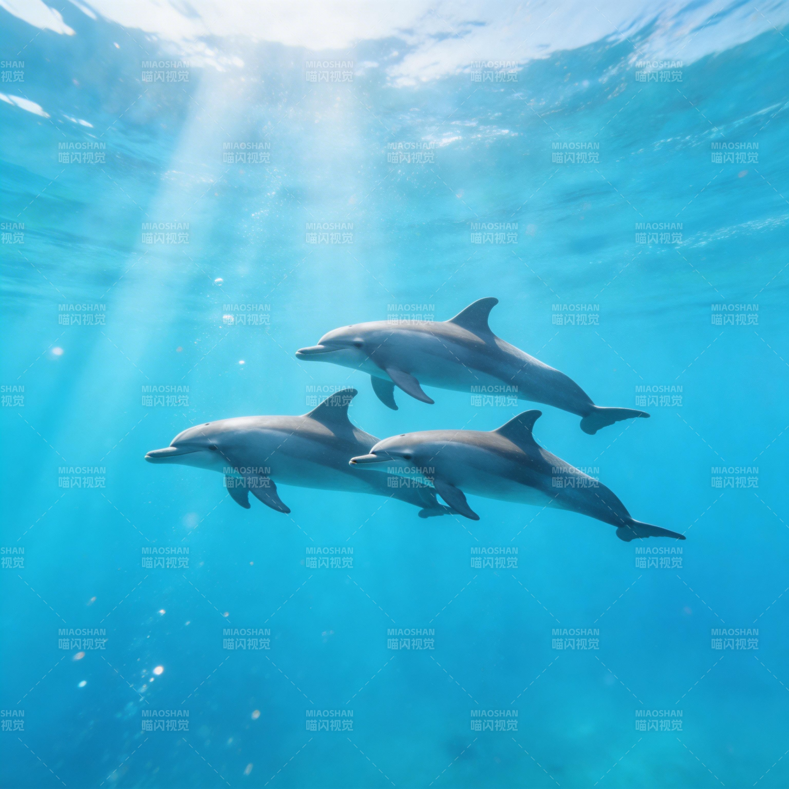 海豚共舞碧波中图片