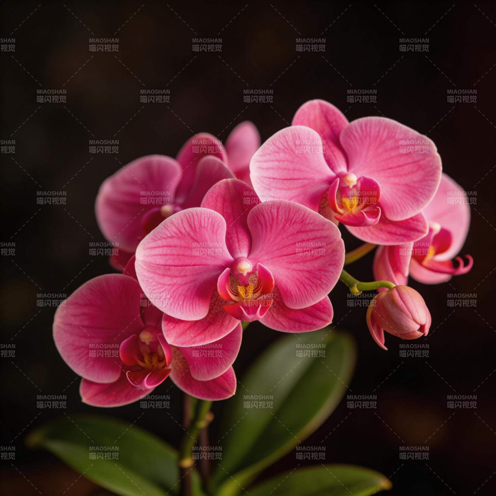 粉红蝴蝶兰绽放图片