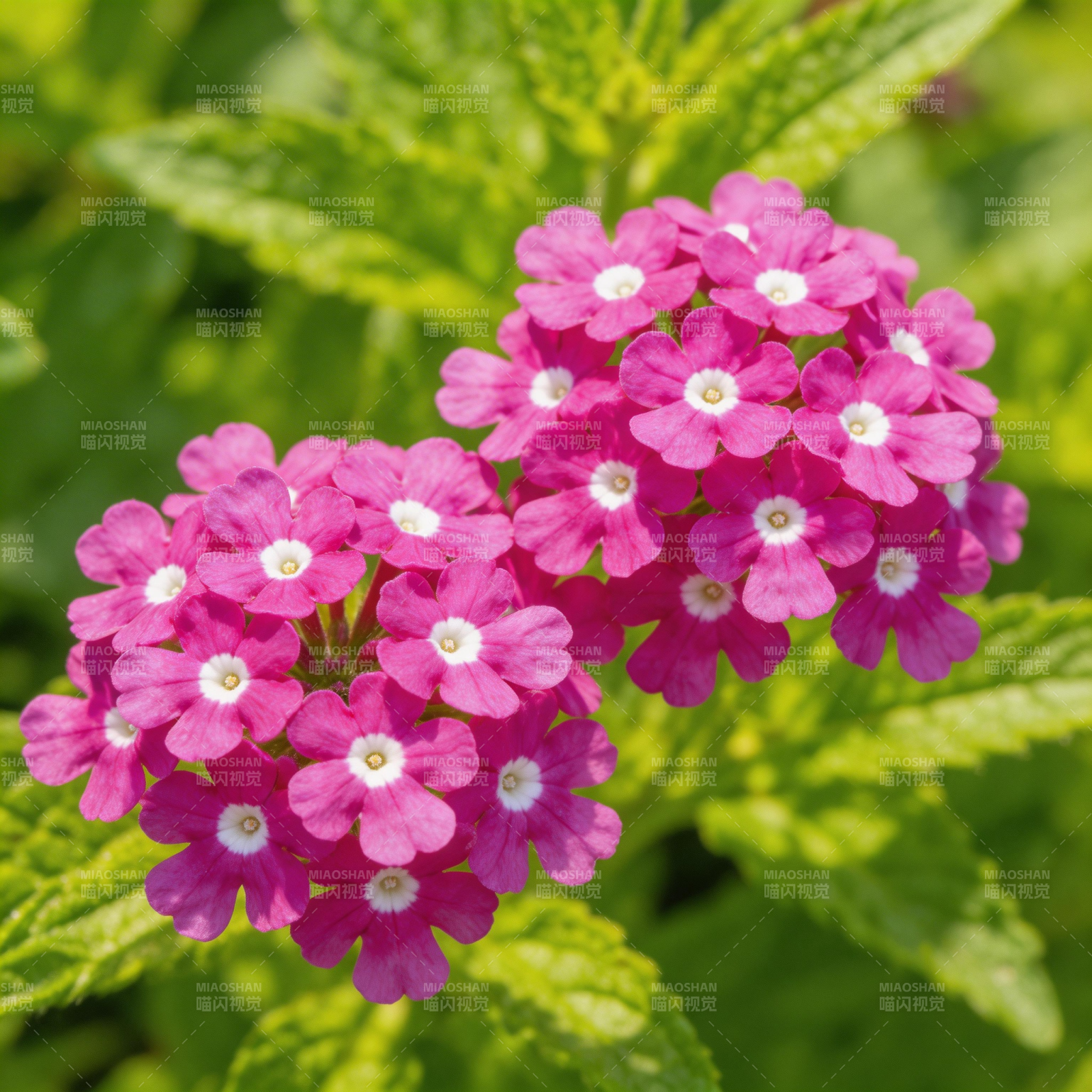 粉红花簇绽放图片