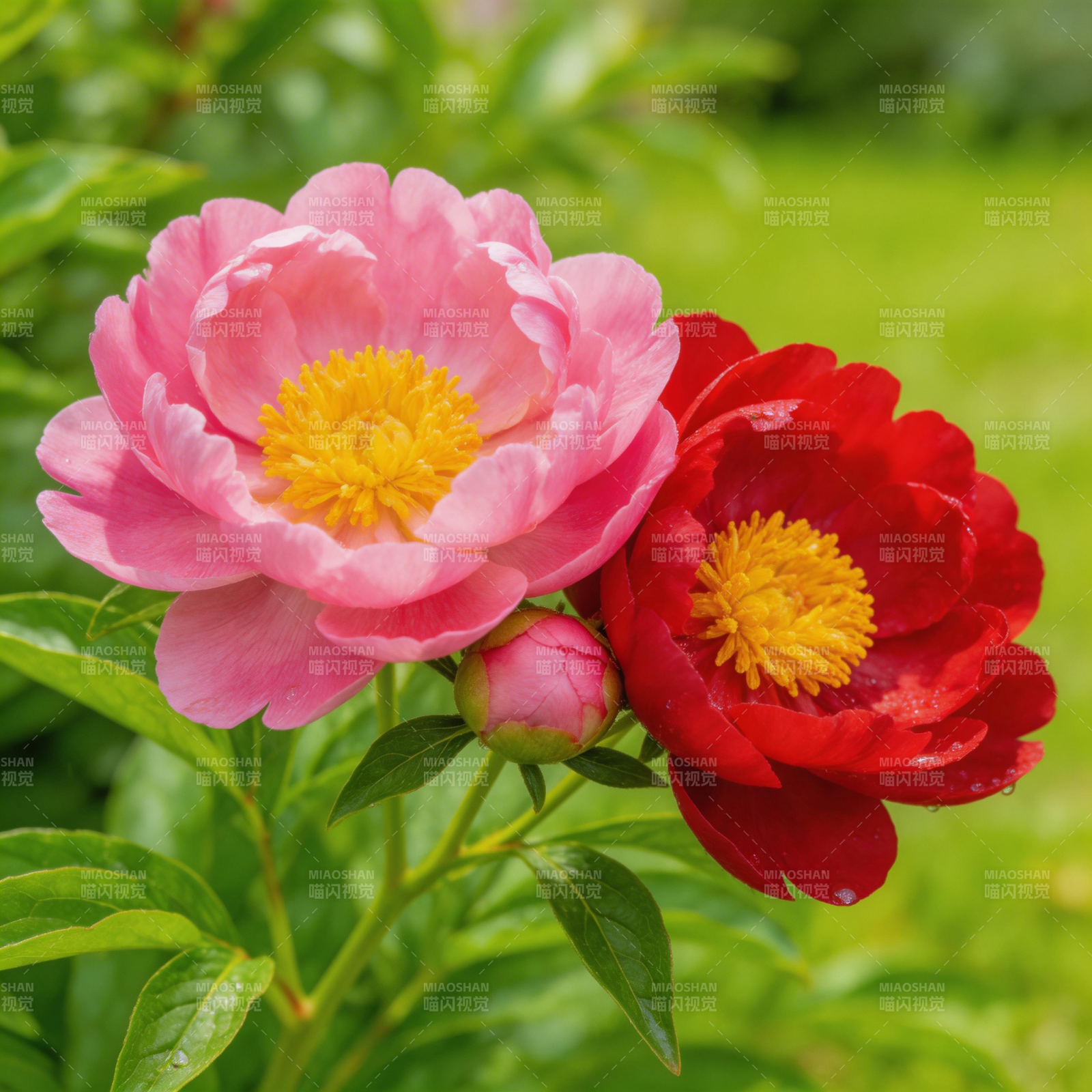 双色牡丹绽放图片