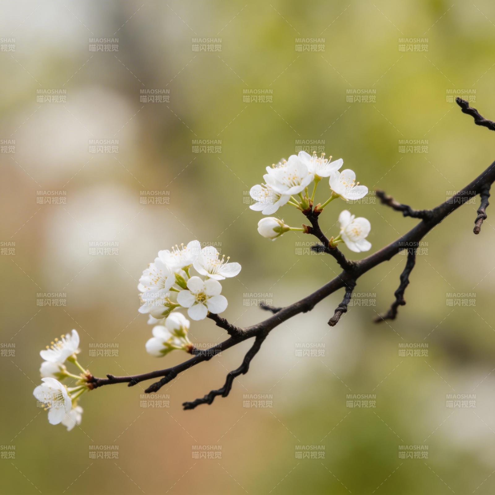 春枝绽放白花图片