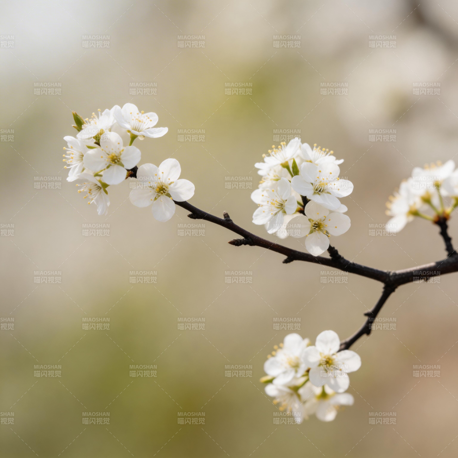 春日花枝绽放图片