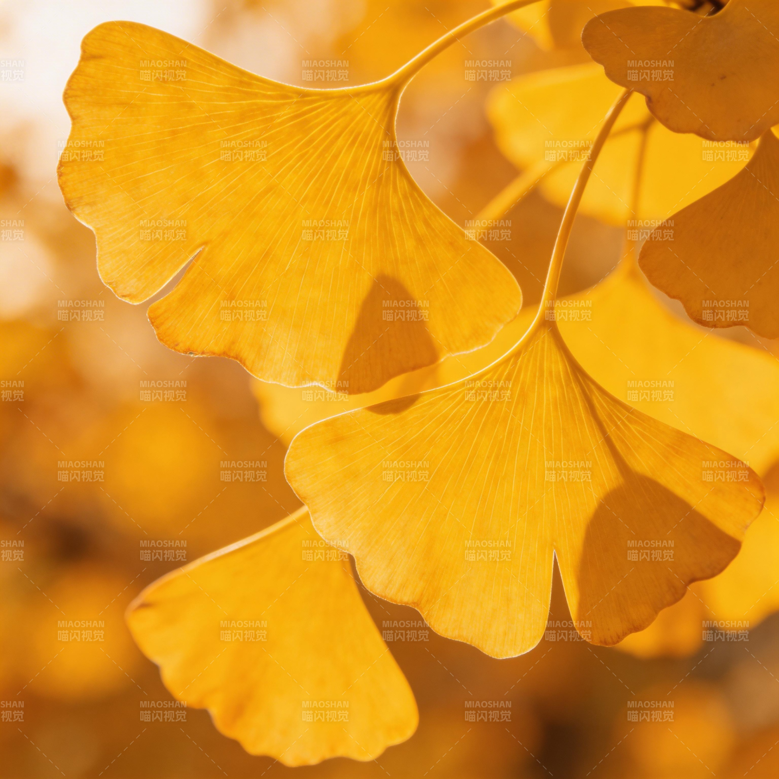 银杏叶黄秋意浓图片