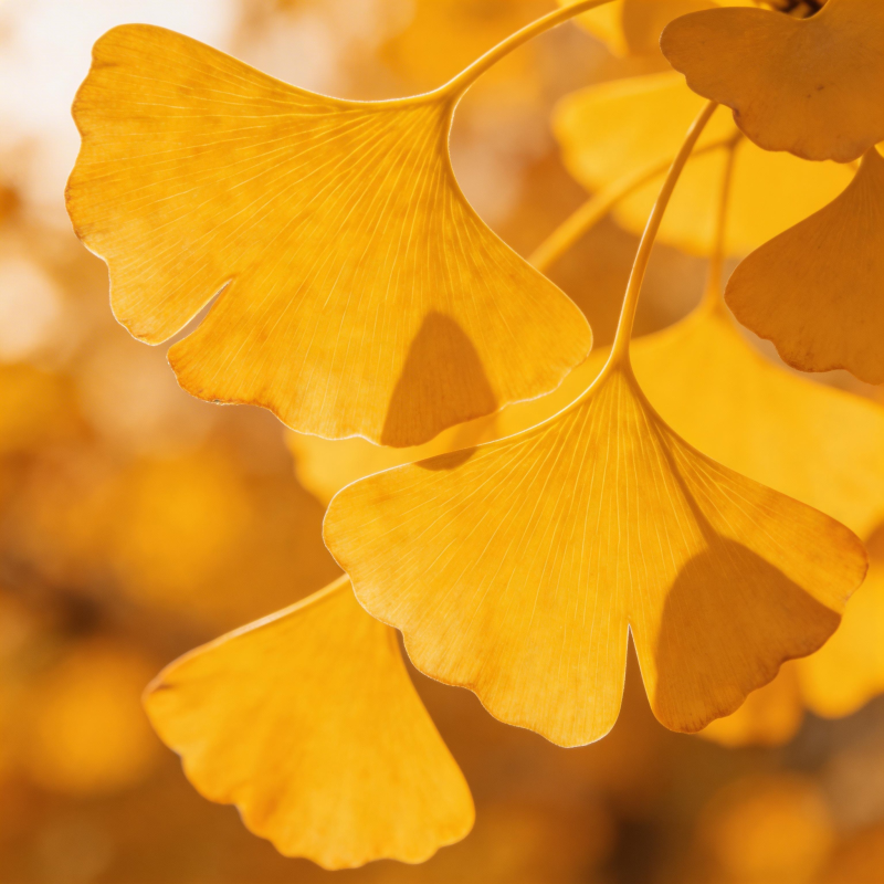 银杏叶黄秋意浓图片