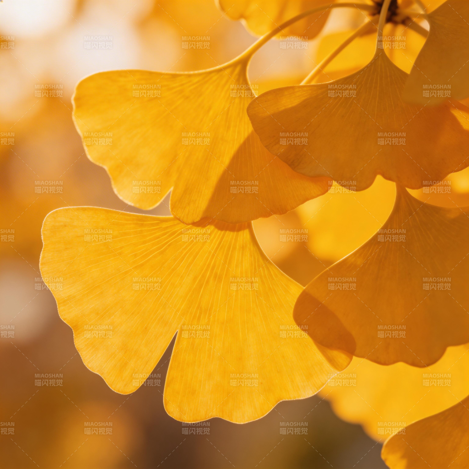 金秋银杏叶图片