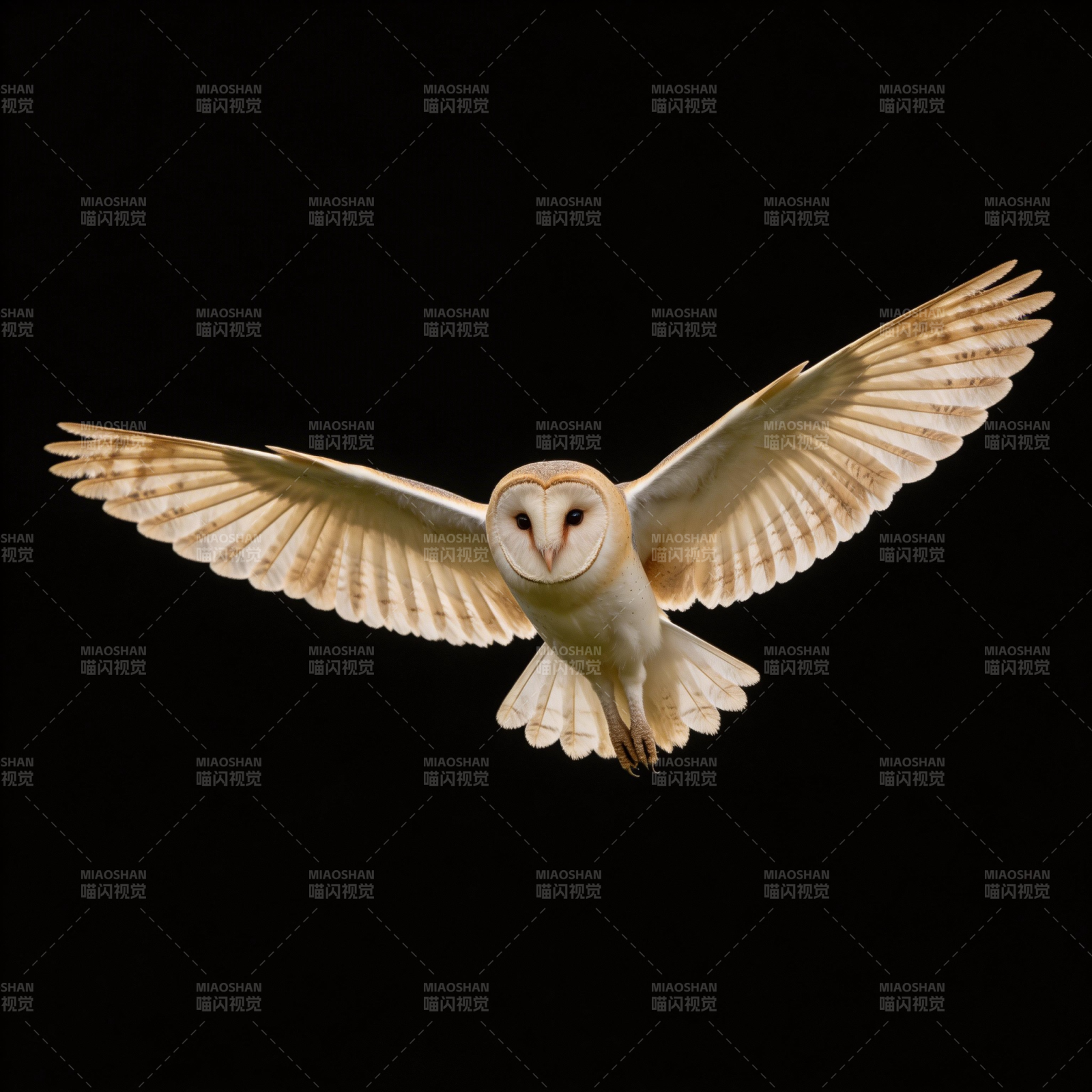 夜空中飞翔的猫头鹰图片