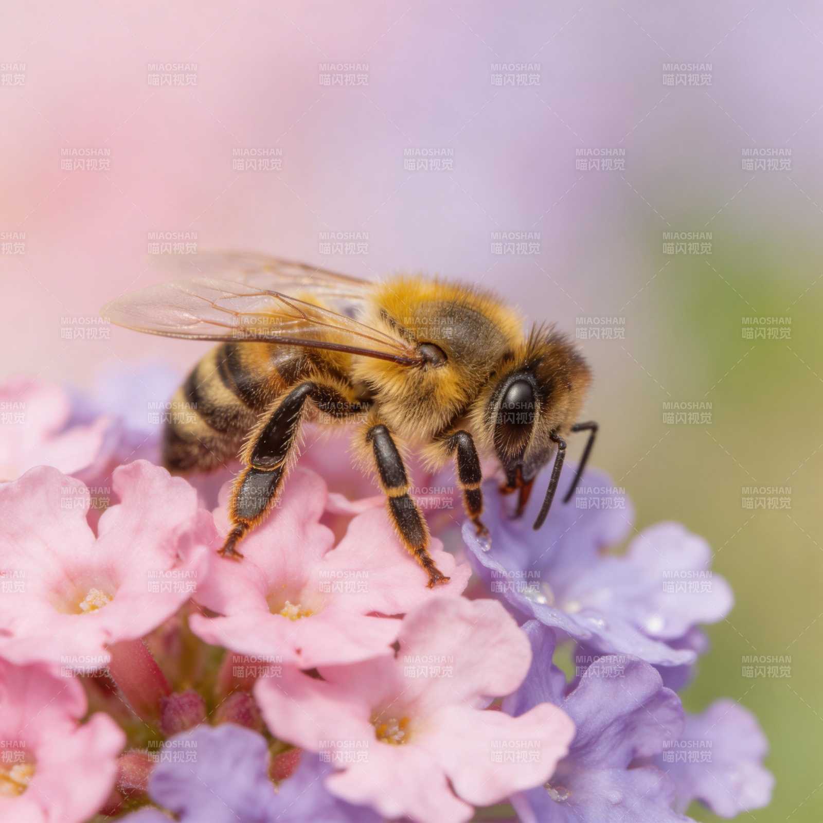 蜜蜂采蜜花丛中图片