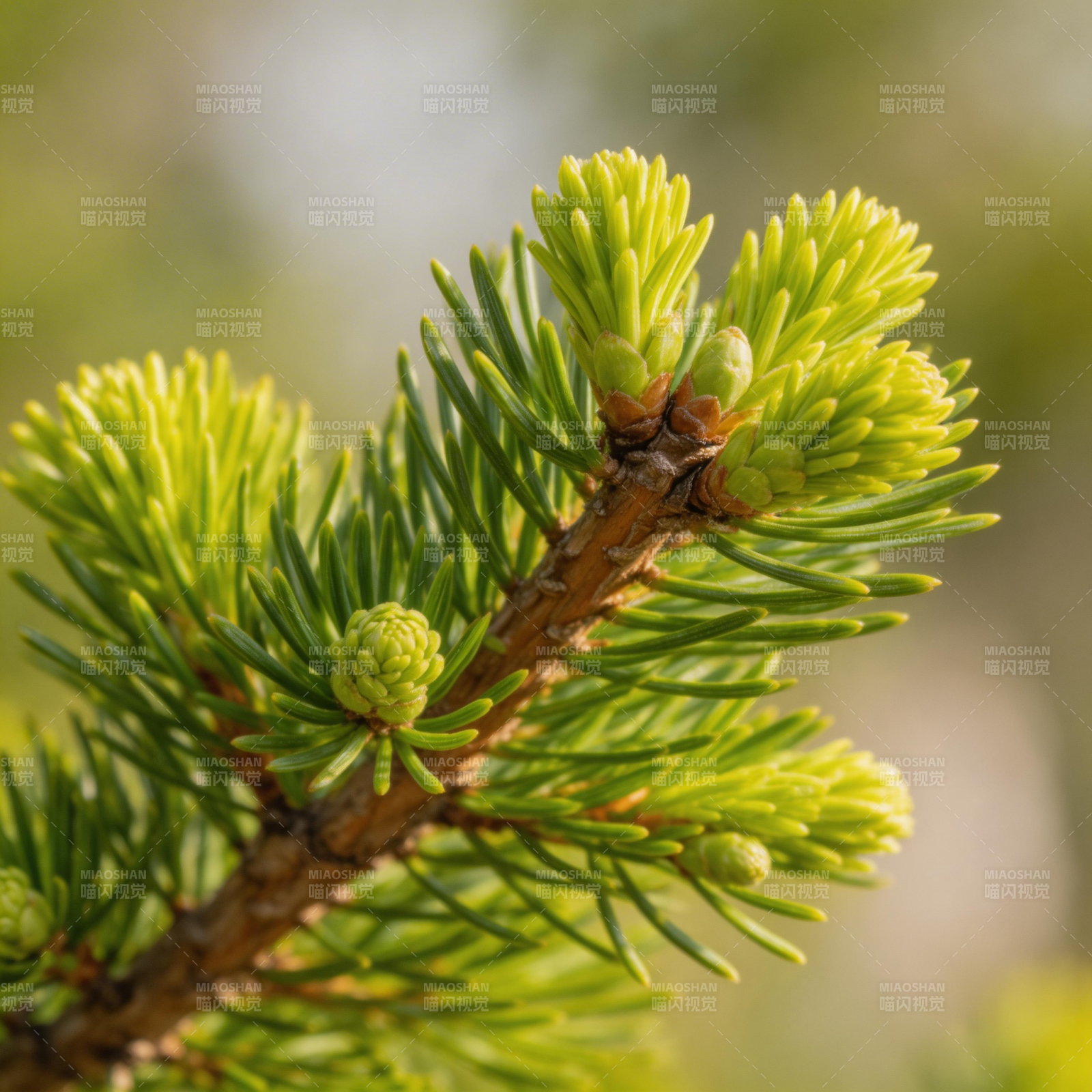 松枝嫩芽初绽图片