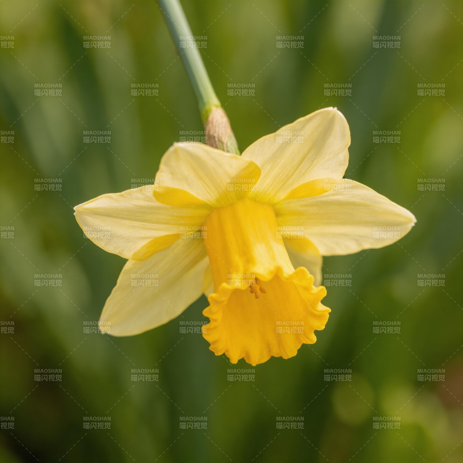 黄水仙绽放图片