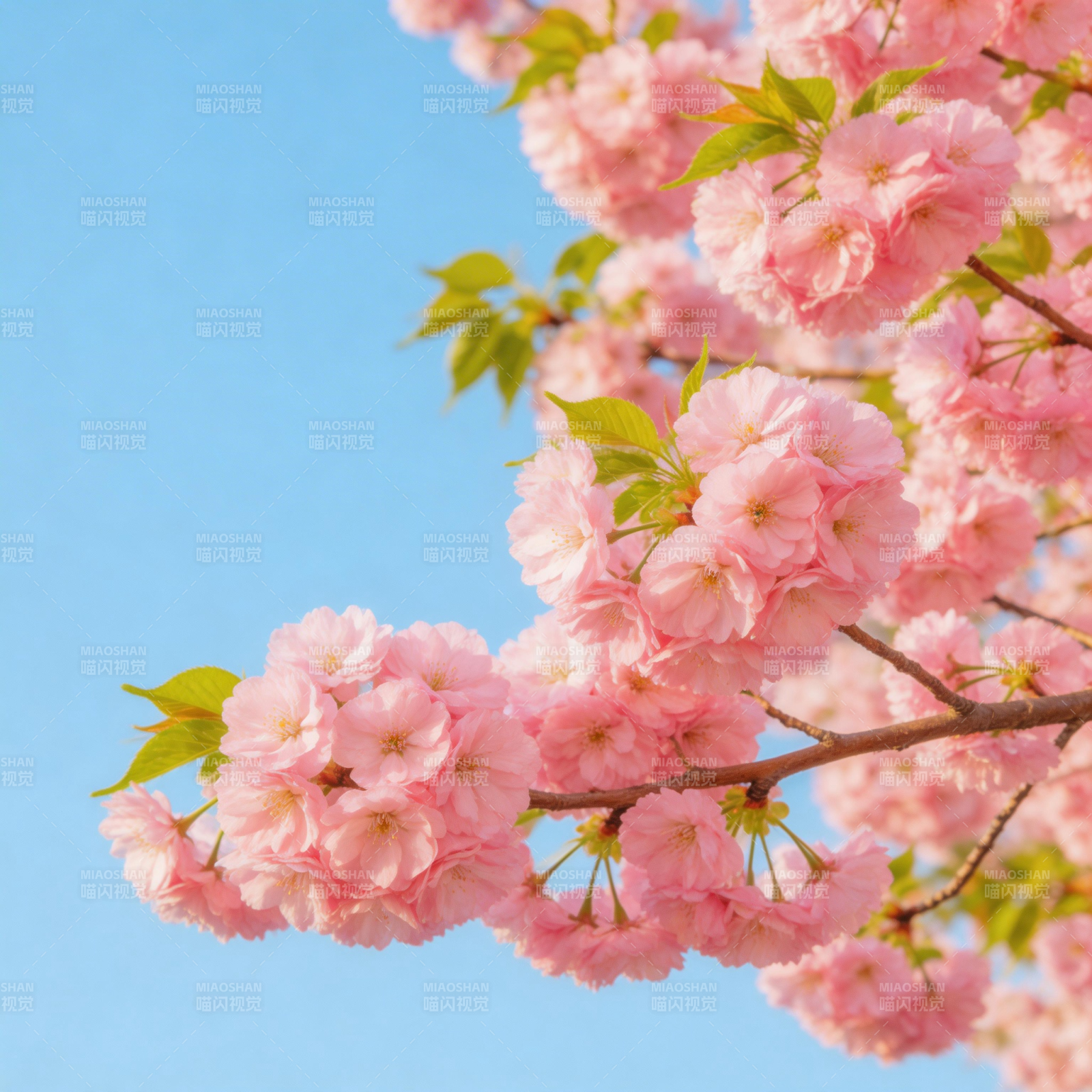 樱花绽放春意浓图片