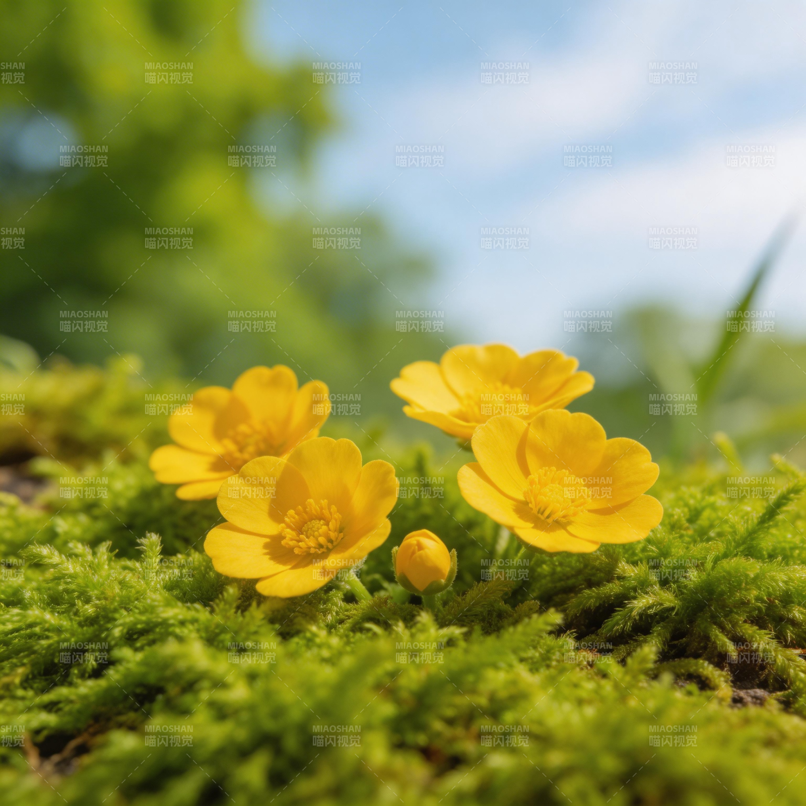 黄花点缀青苔间图片
