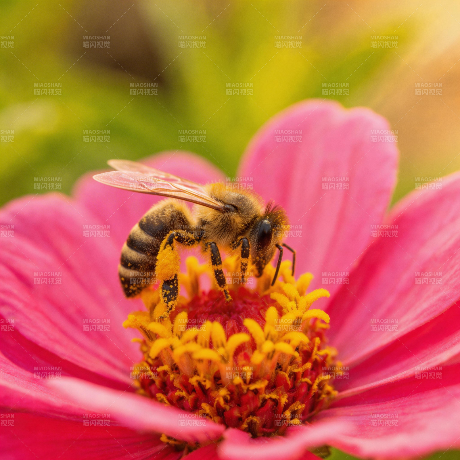 蜜蜂采蜜花间图片