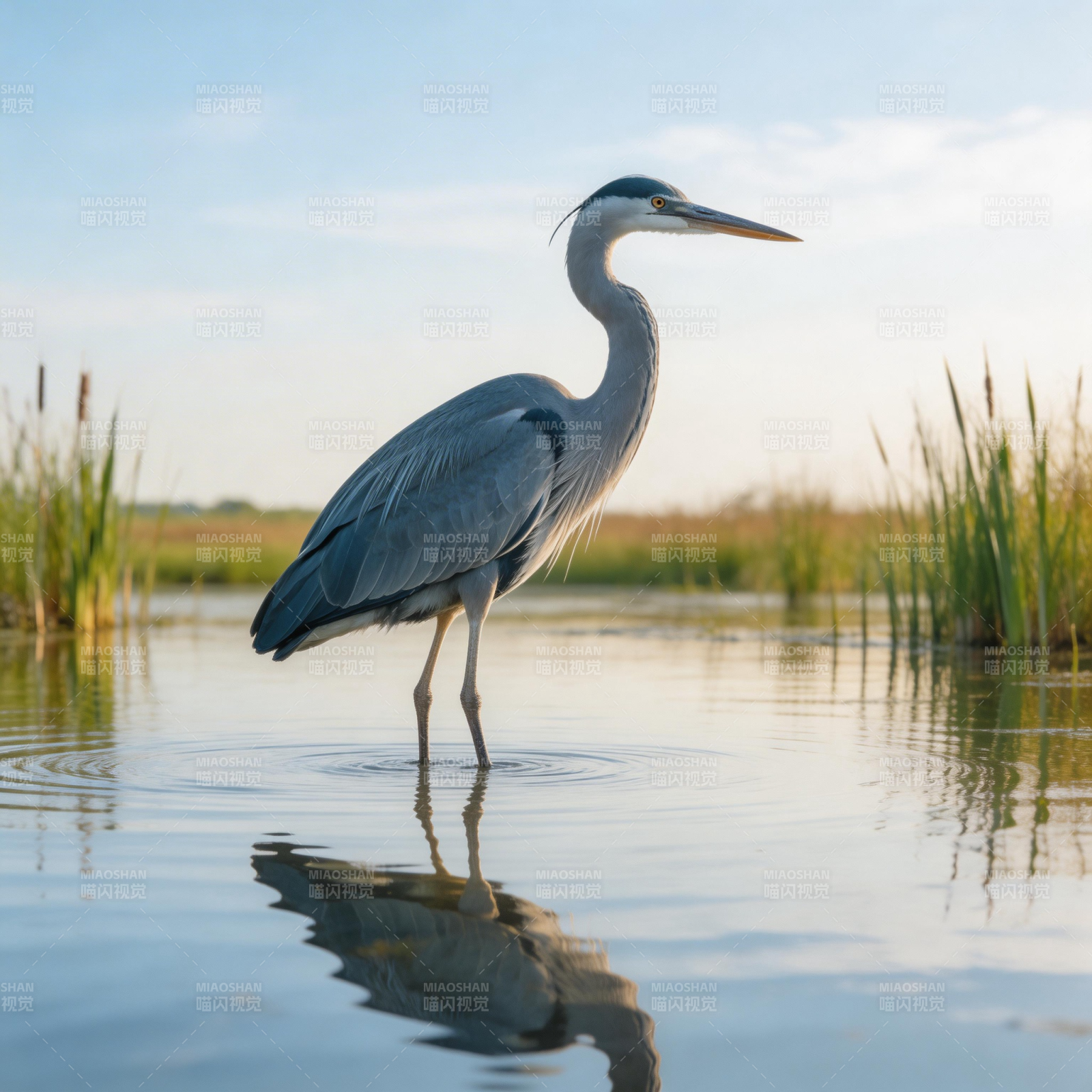 灰鹭静立水畔图片