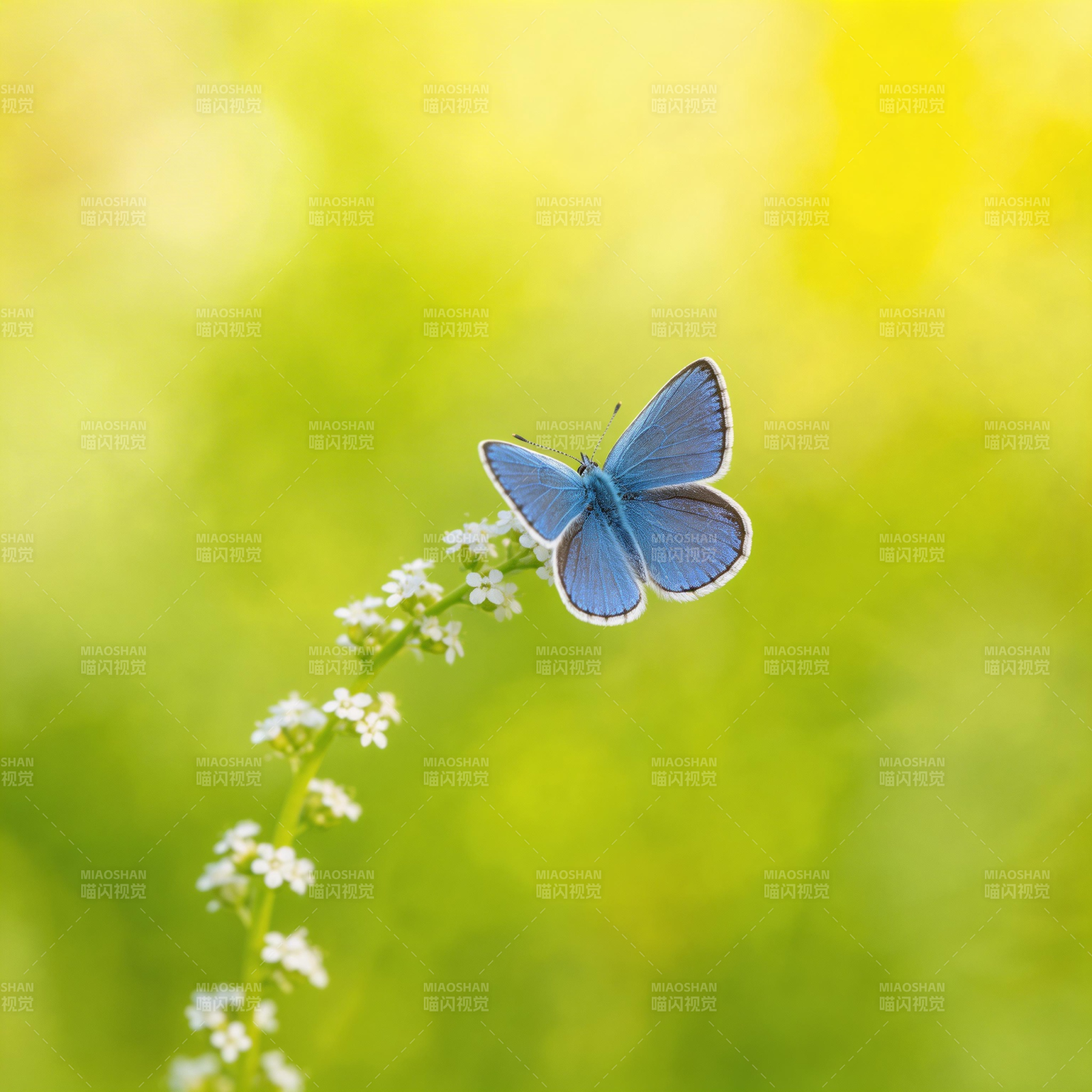 蓝蝶栖花 春意盎然图片
