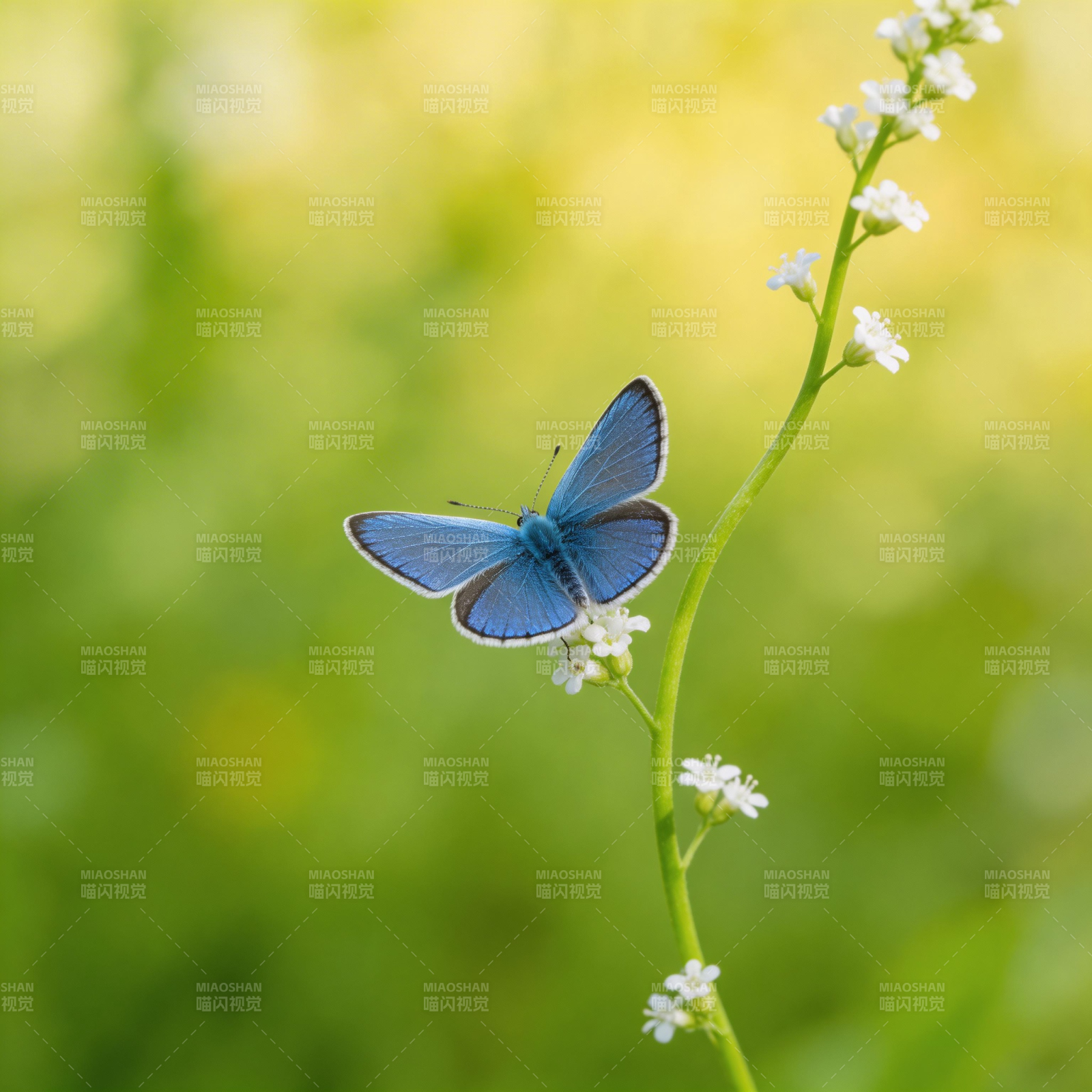 蓝蝶栖花枝图片