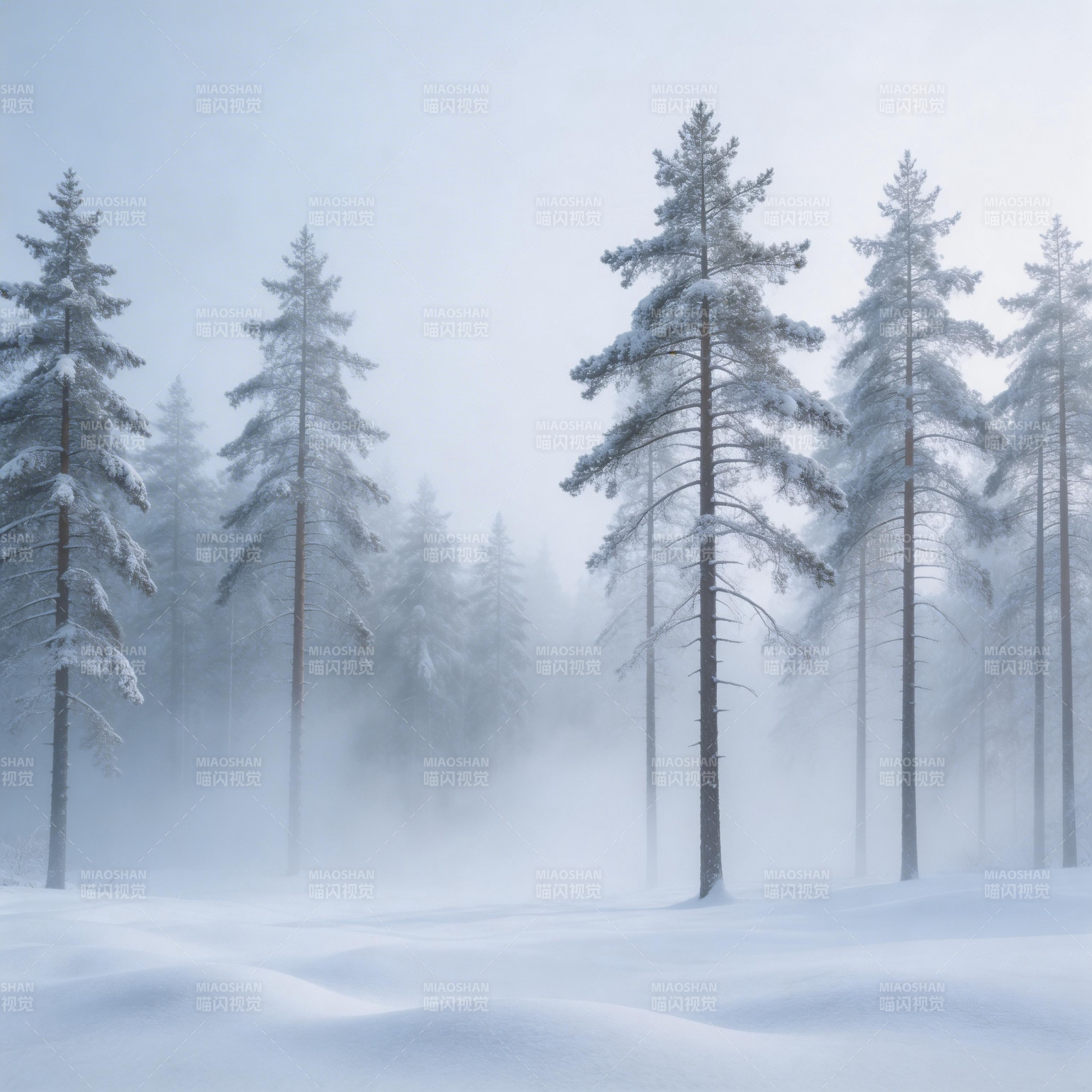 雪雾松林图片