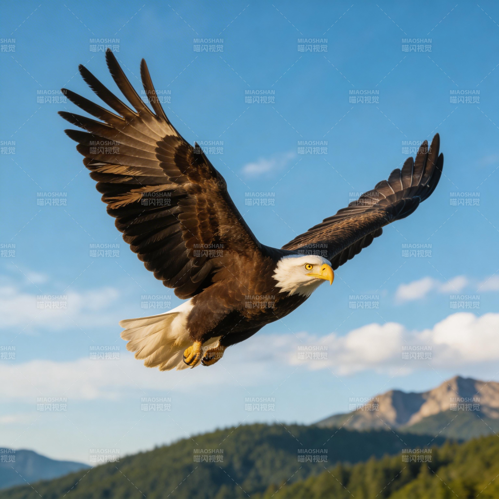 雄鹰翱翔山间图片