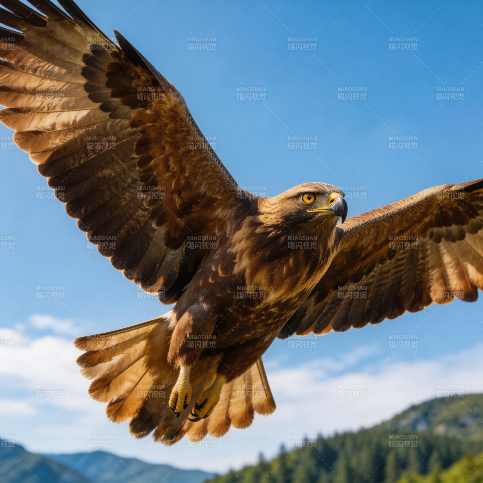 雄鹰翱翔蓝天图片