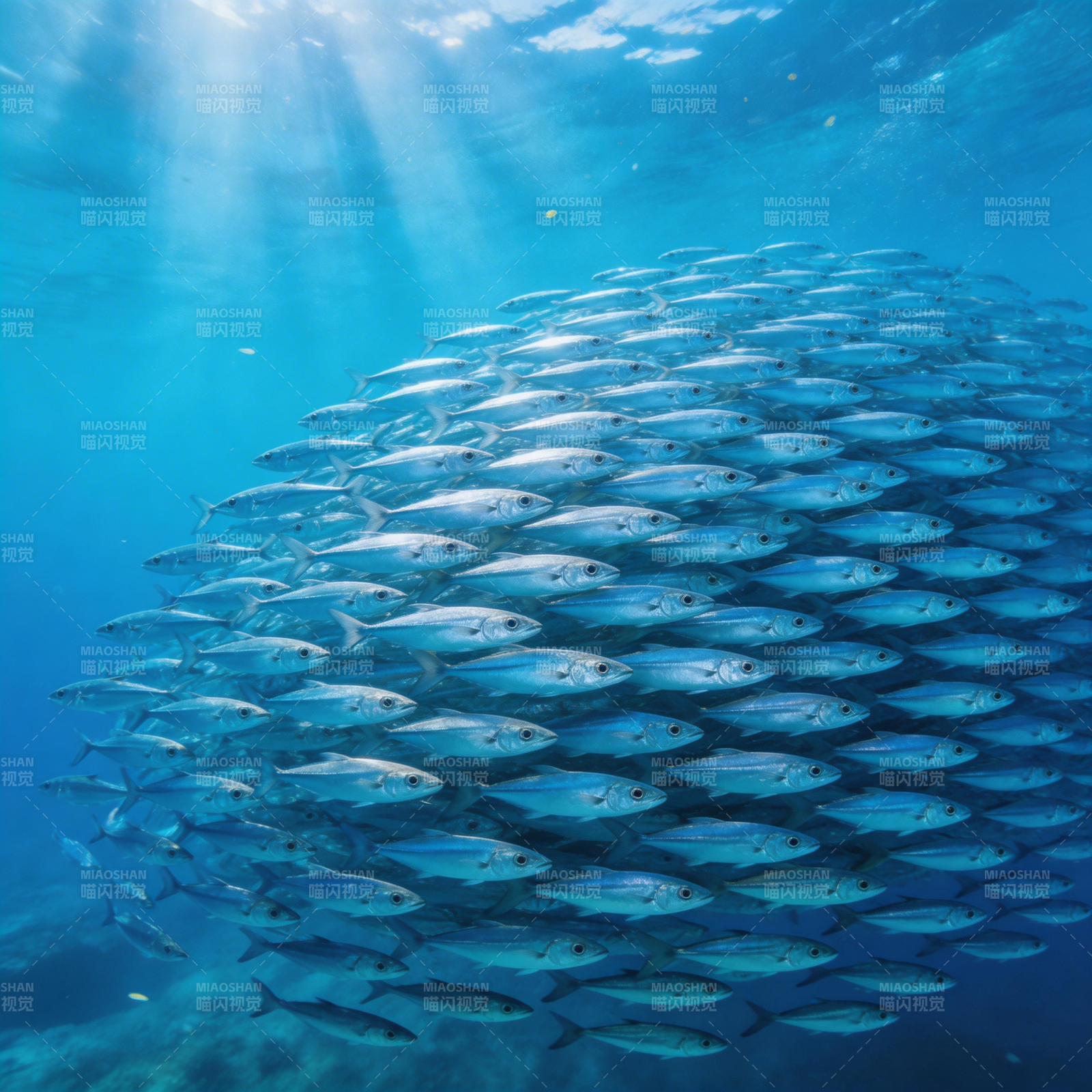 鱼群游弋深海图片