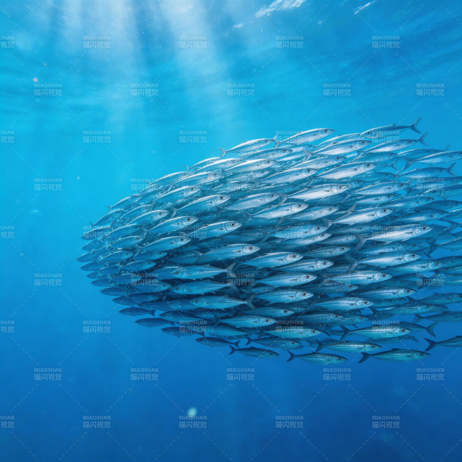 鱼群游动于深蓝海域图片
