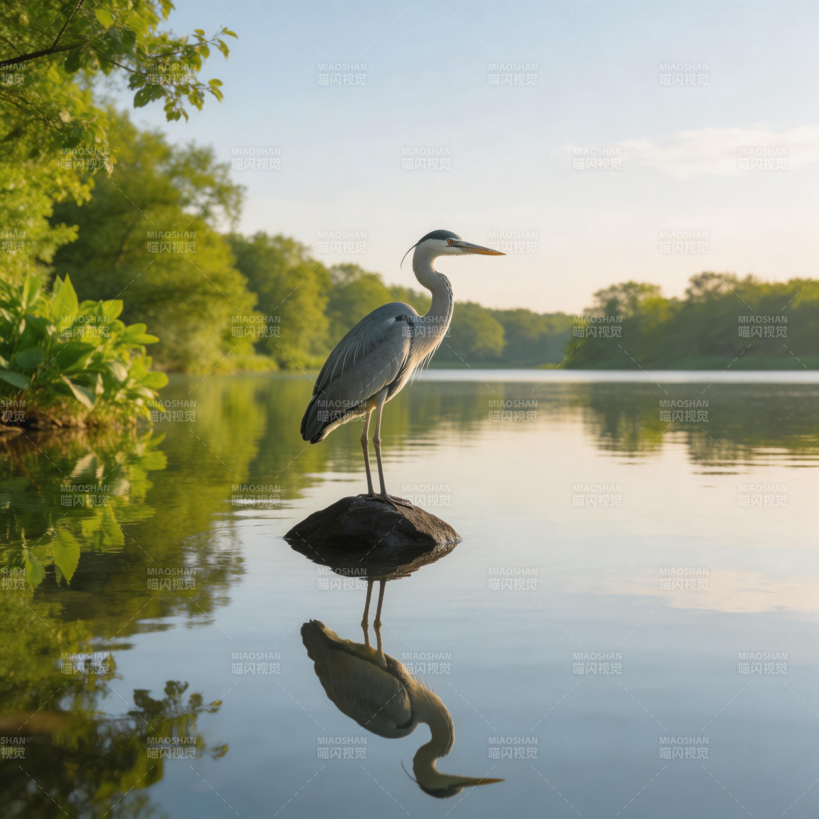 湖畔白鹭静立图片