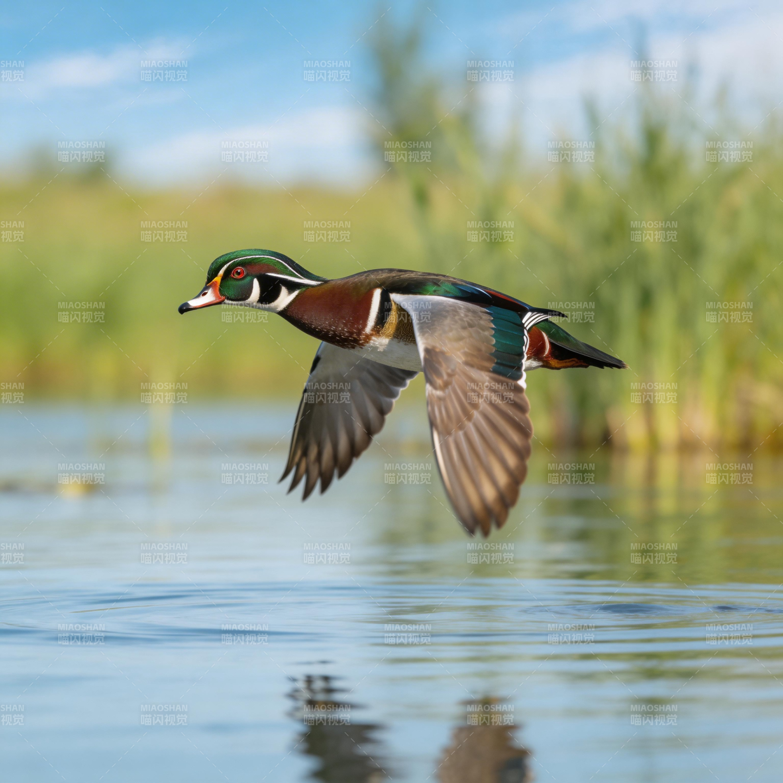 木鸭飞翔湖面图片