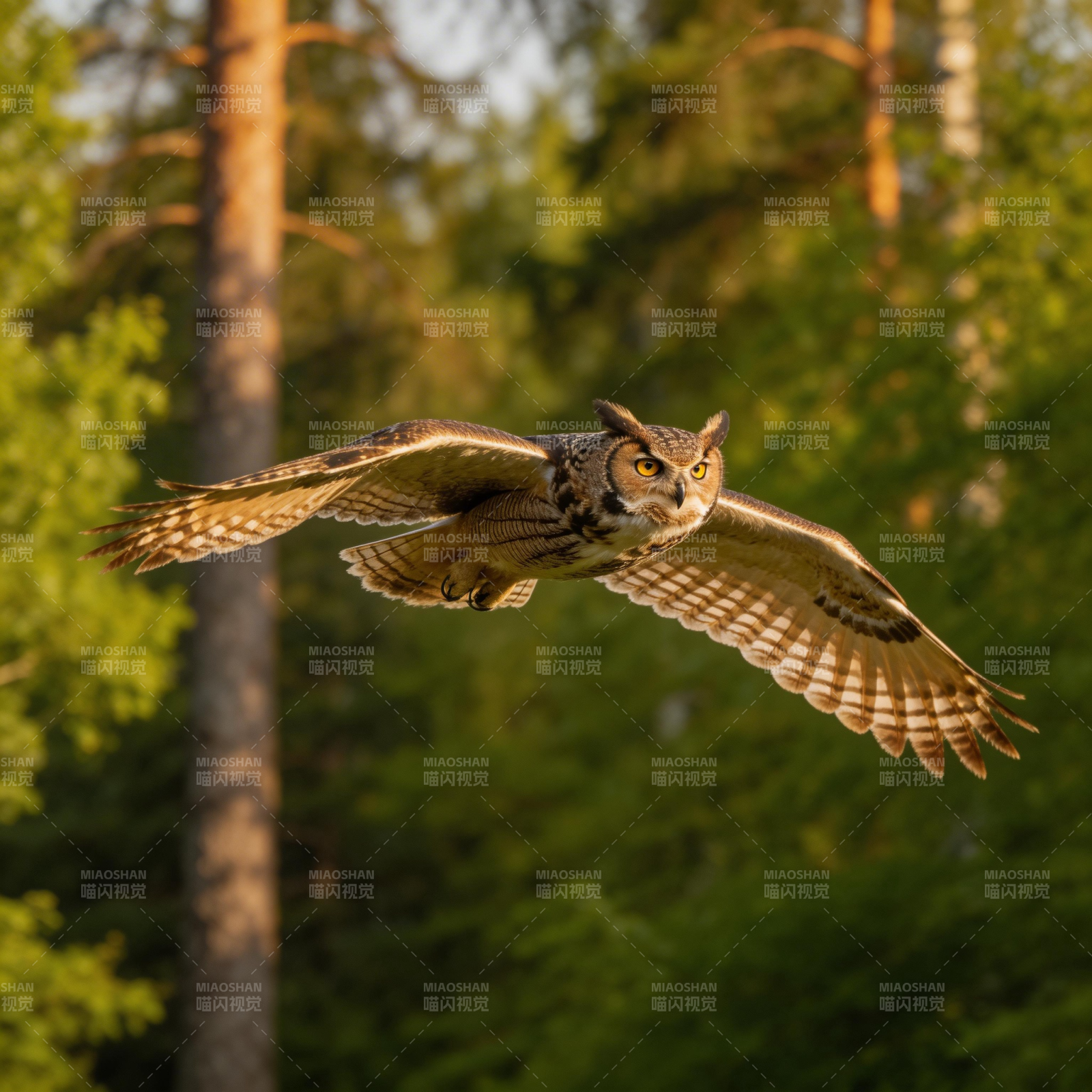 林间翱翔的猫头鹰图片