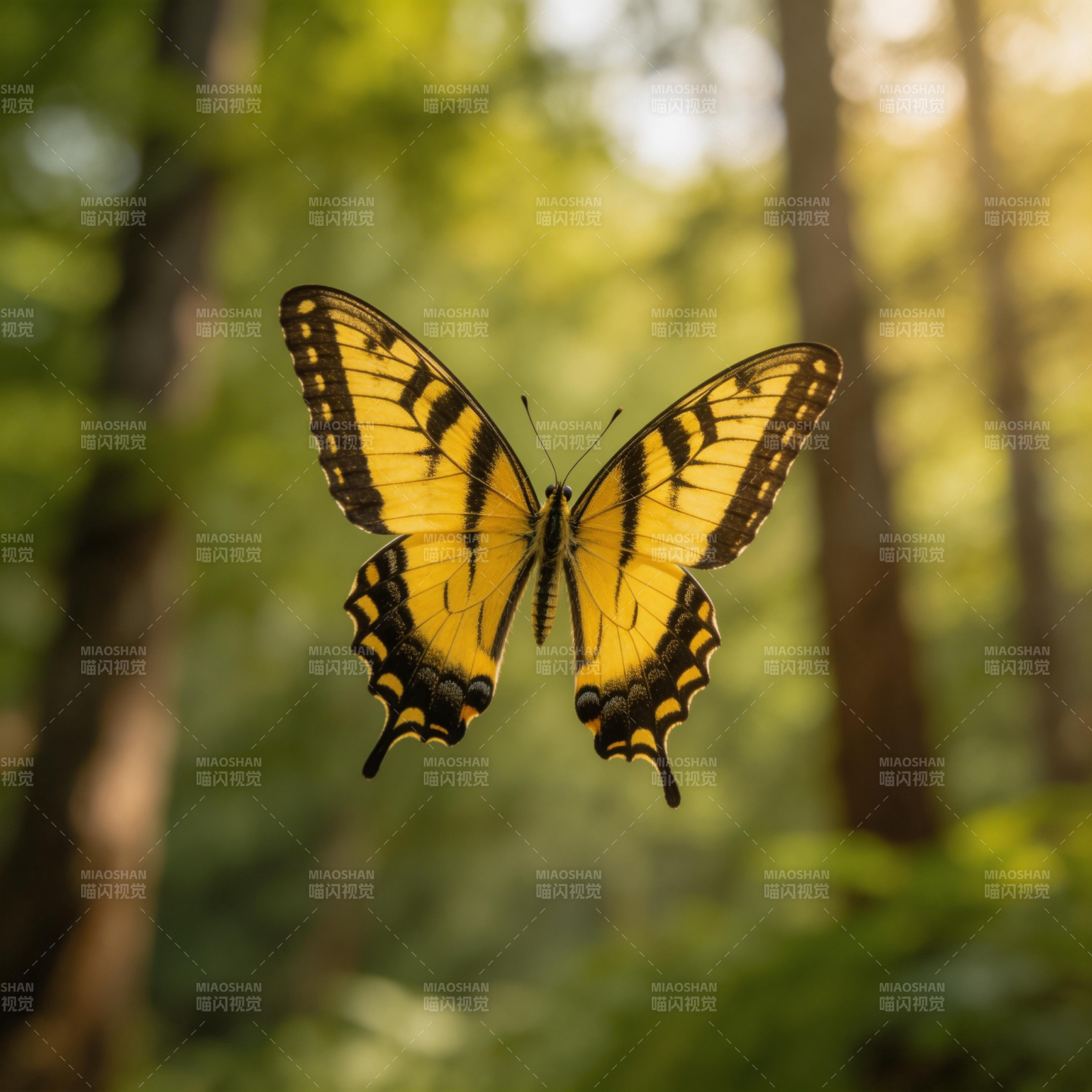 黄蝶林间飞舞图片