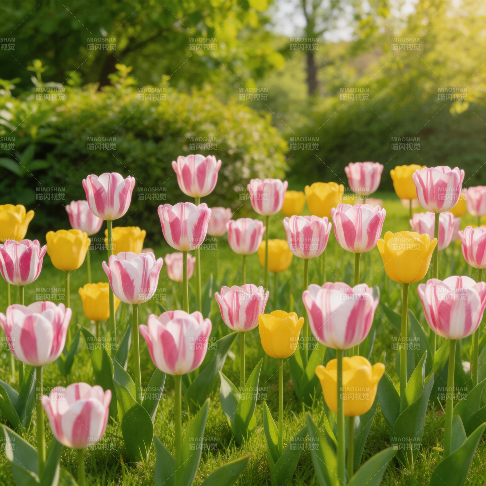 春日花海  tulips绽放图片