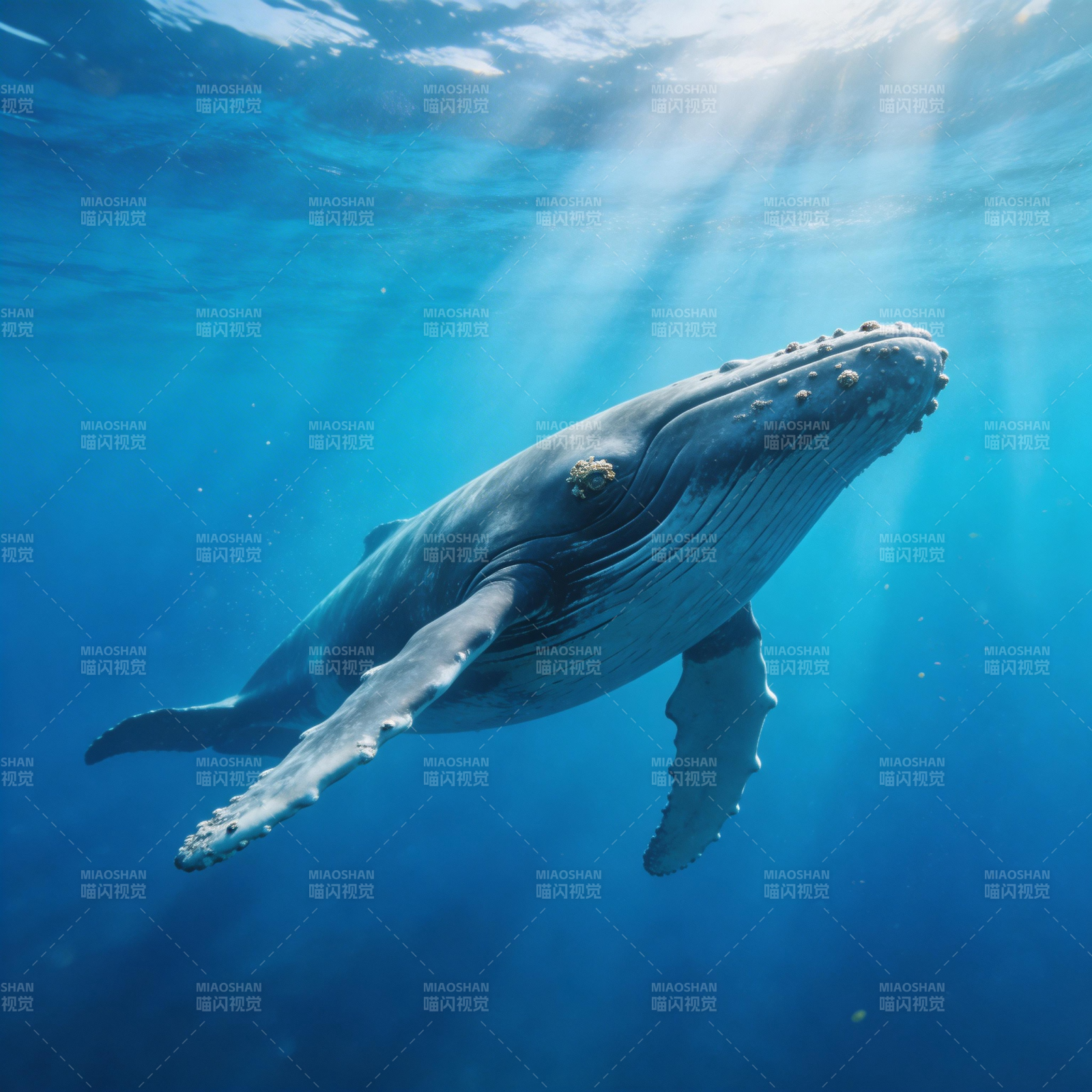 鲸鱼畅游深海图片