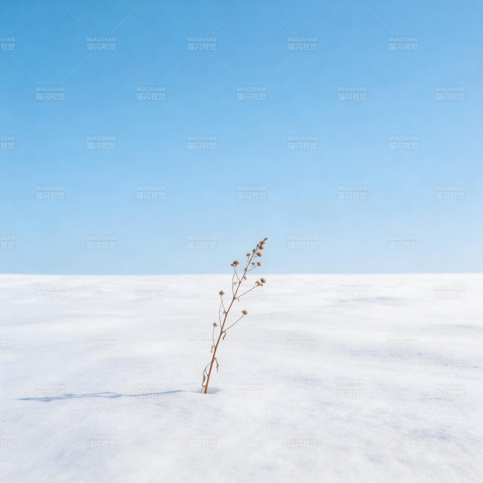 雪原孤草图片