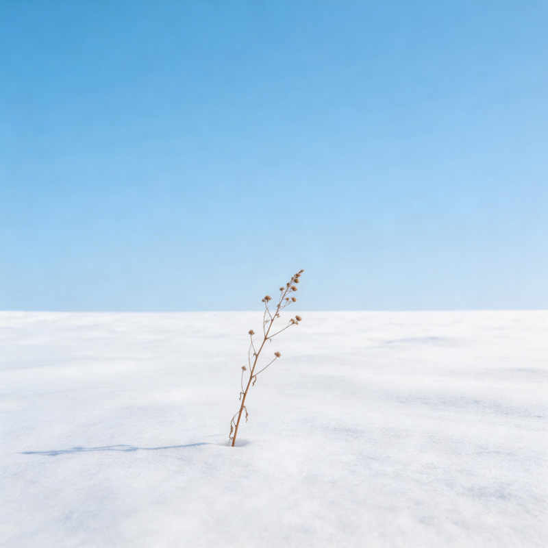 雪原孤草图片