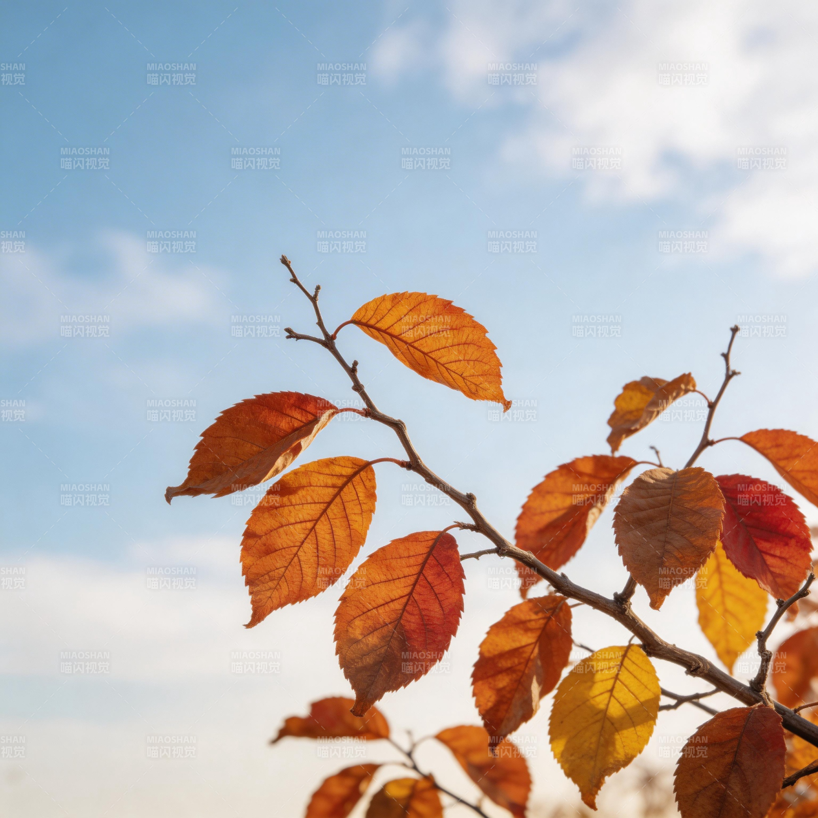 秋叶映蓝天图片