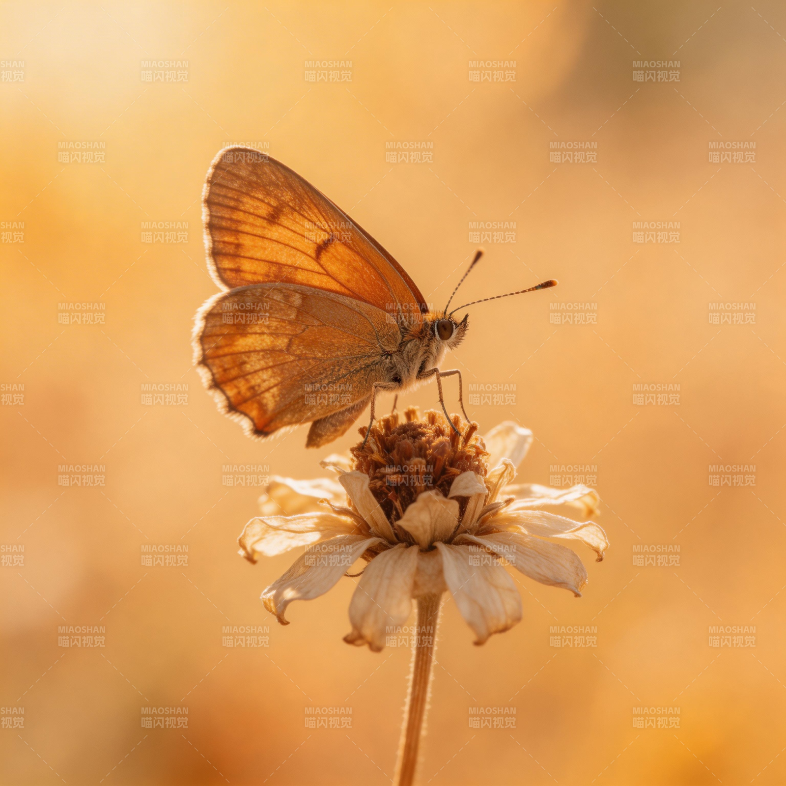 蝶栖花上 秋意浓图片
