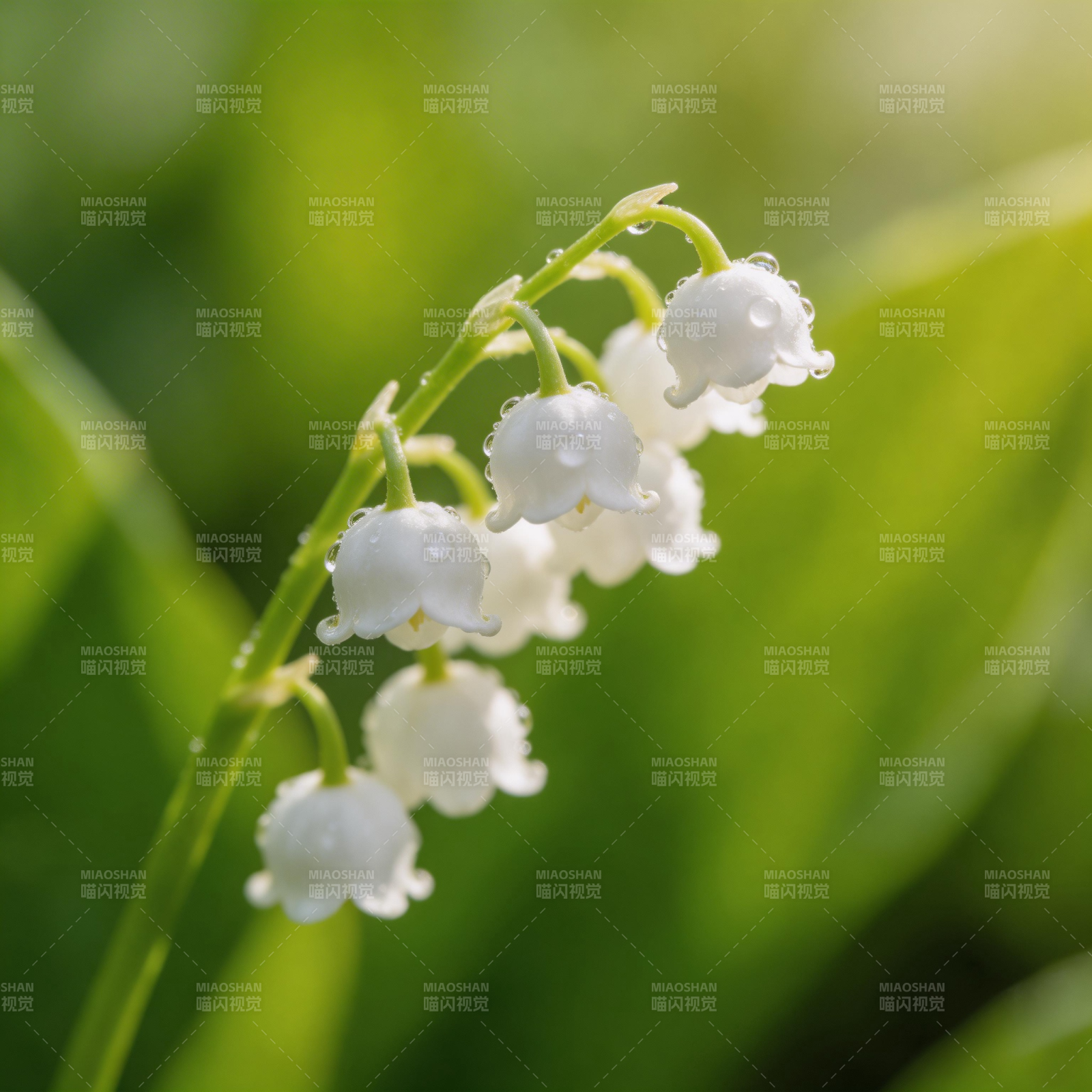 铃兰花露珠绽放图片
