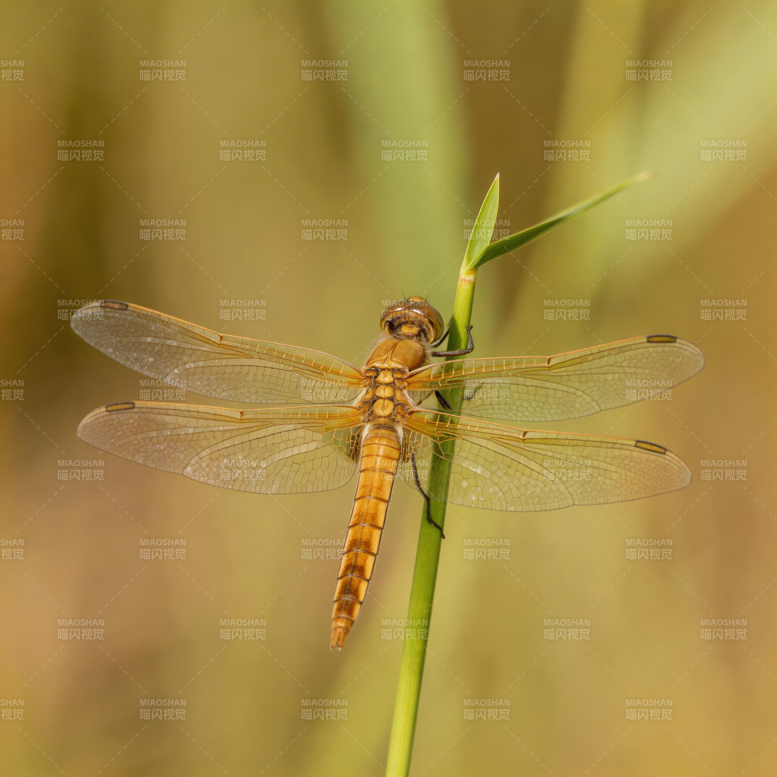 蜻蜓栖息草尖图片