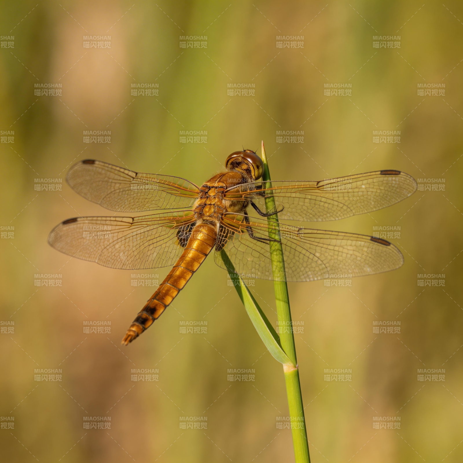 蜻蜓栖息草尖图片