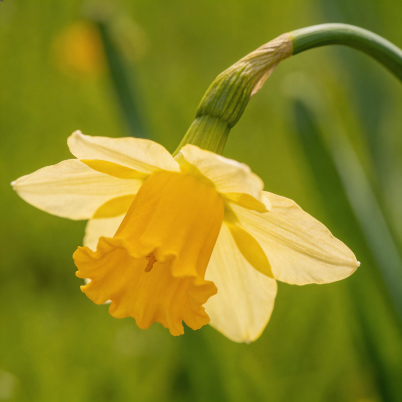 黄水仙绽放图片