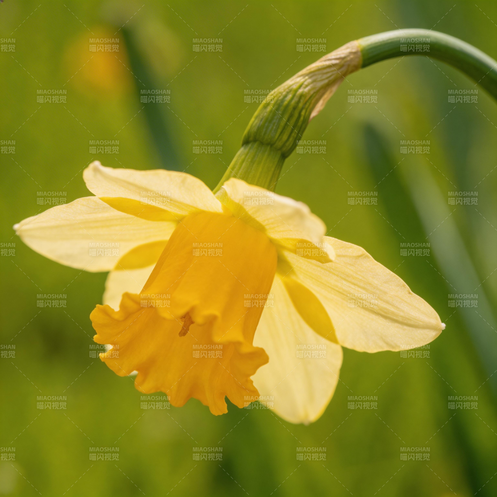 黄水仙绽放图片