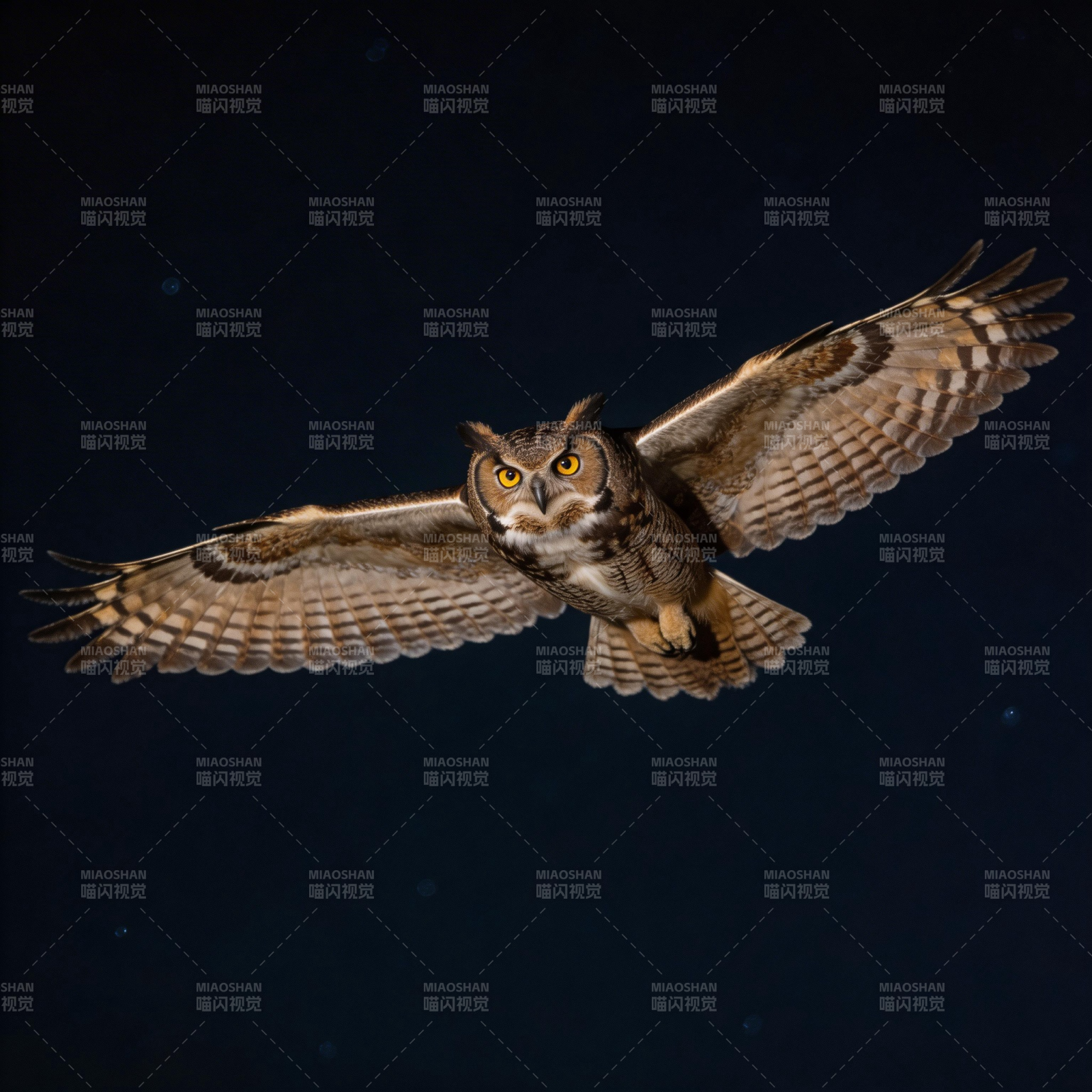 夜空中翱翔的猫头鹰图片