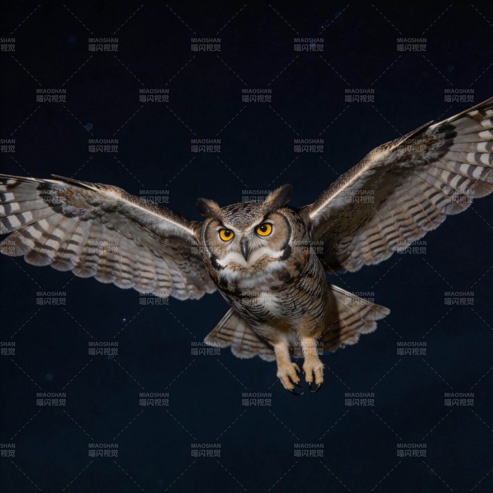 夜空中飞翔的猫头鹰图片
