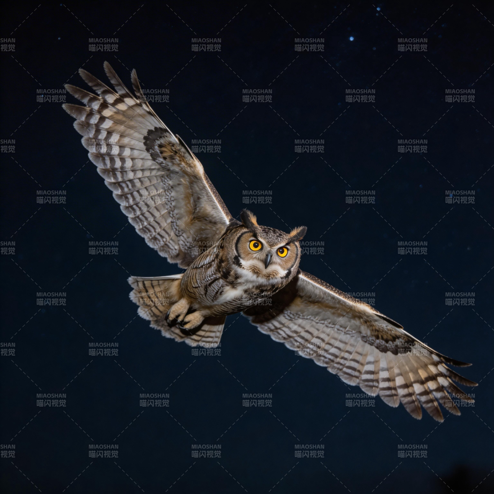夜空中翱翔的猫头鹰图片