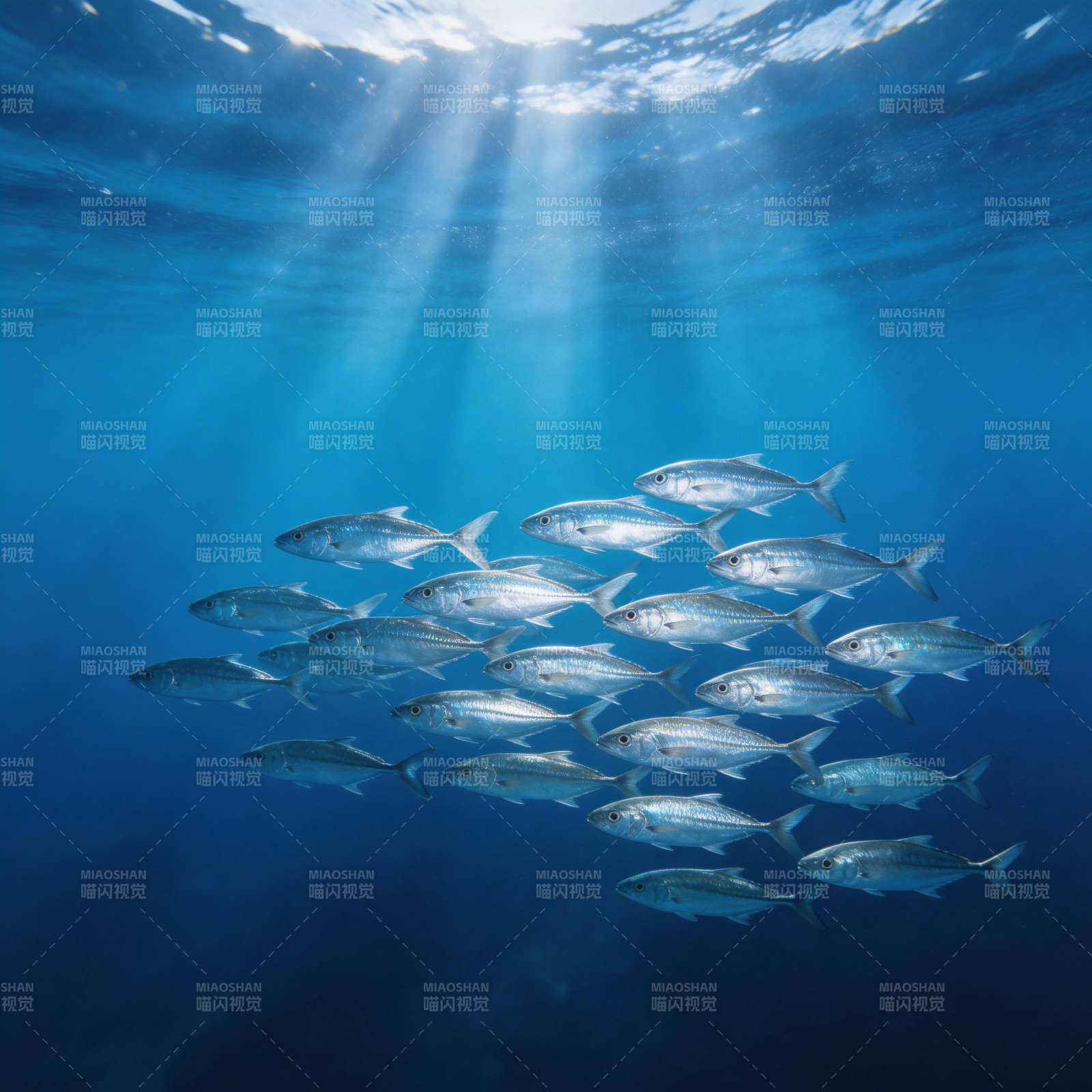 鱼群游弋深海图片