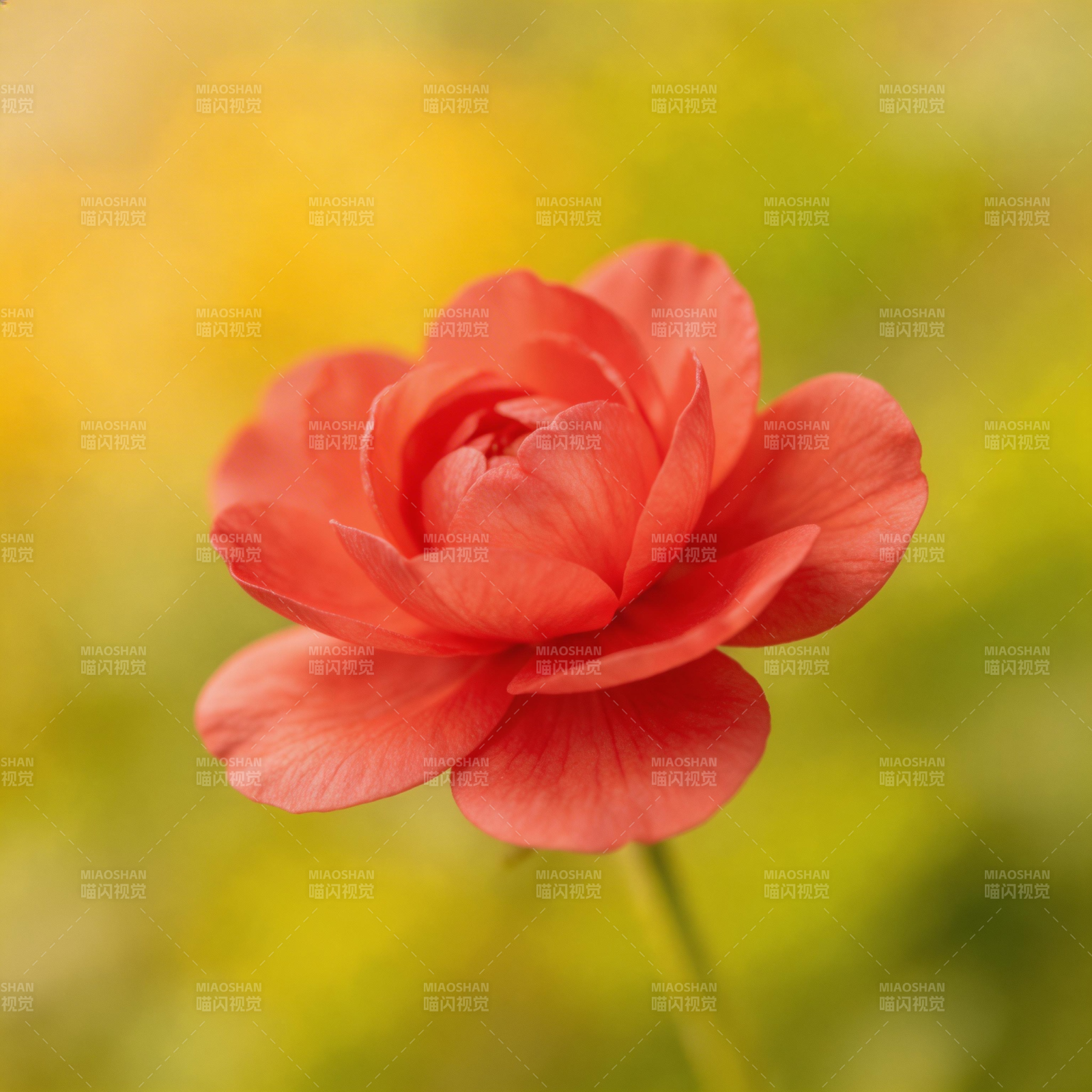 红玫瑰绽放图片