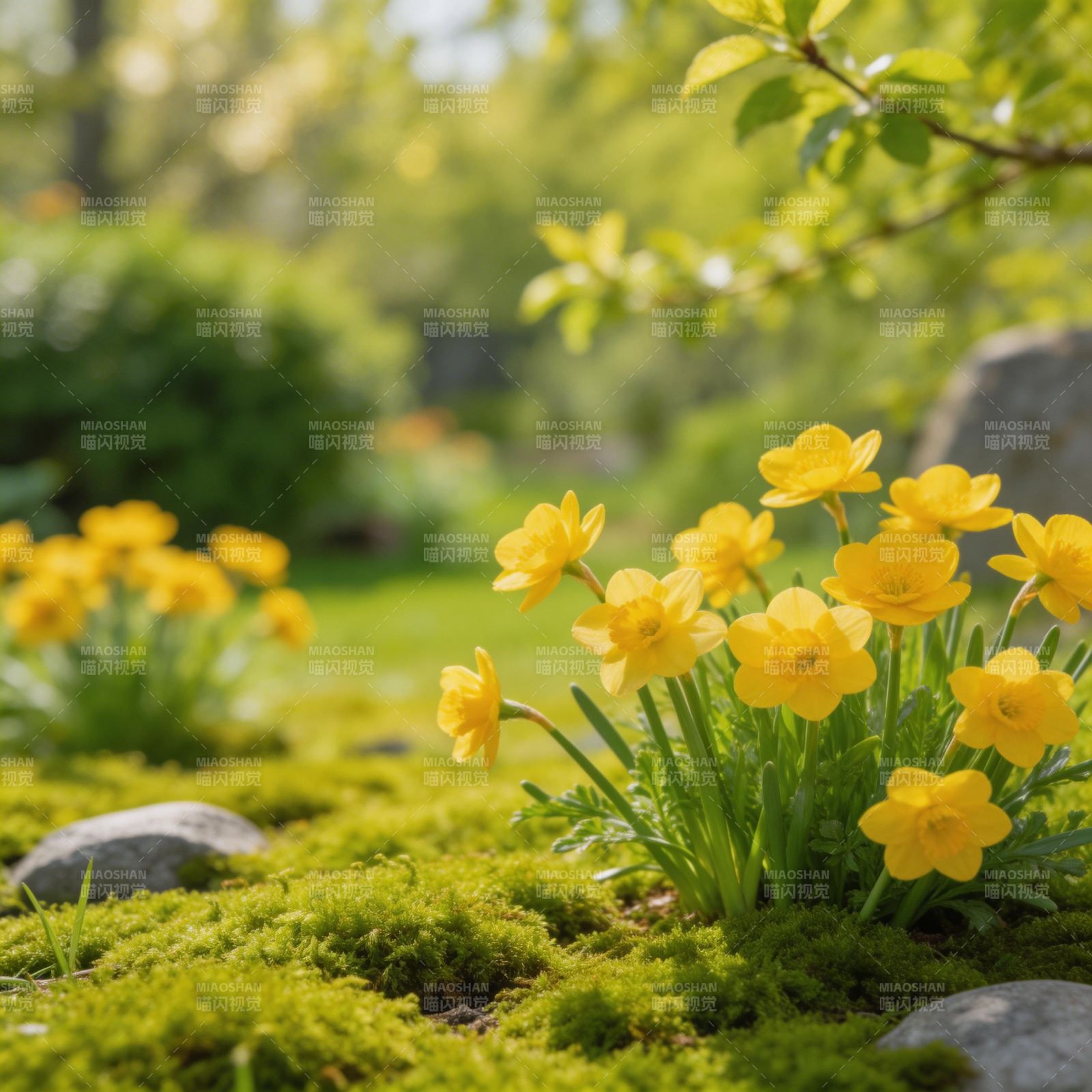 春日黄花绽放图片
