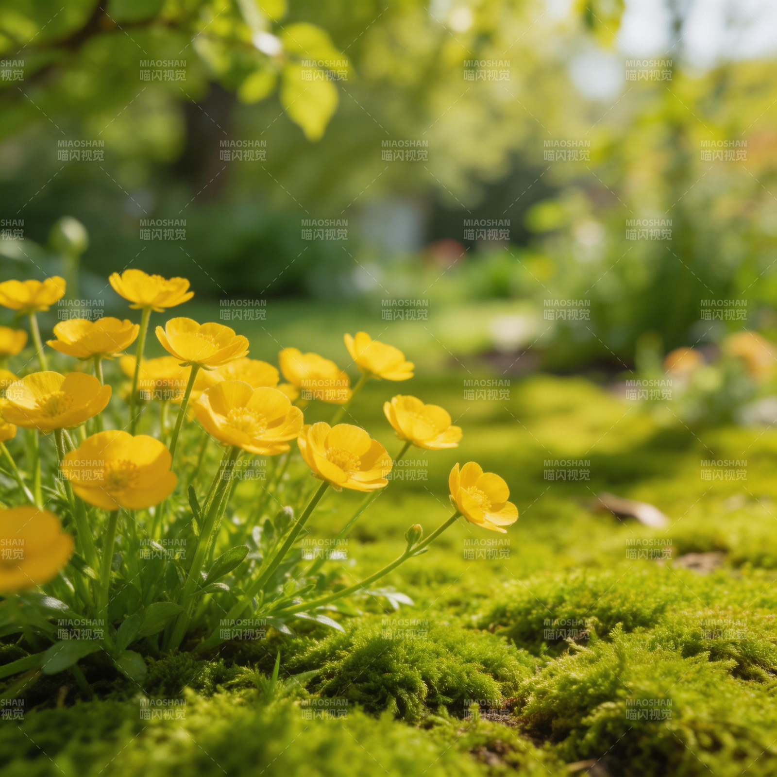 黄花绿茵春意浓图片