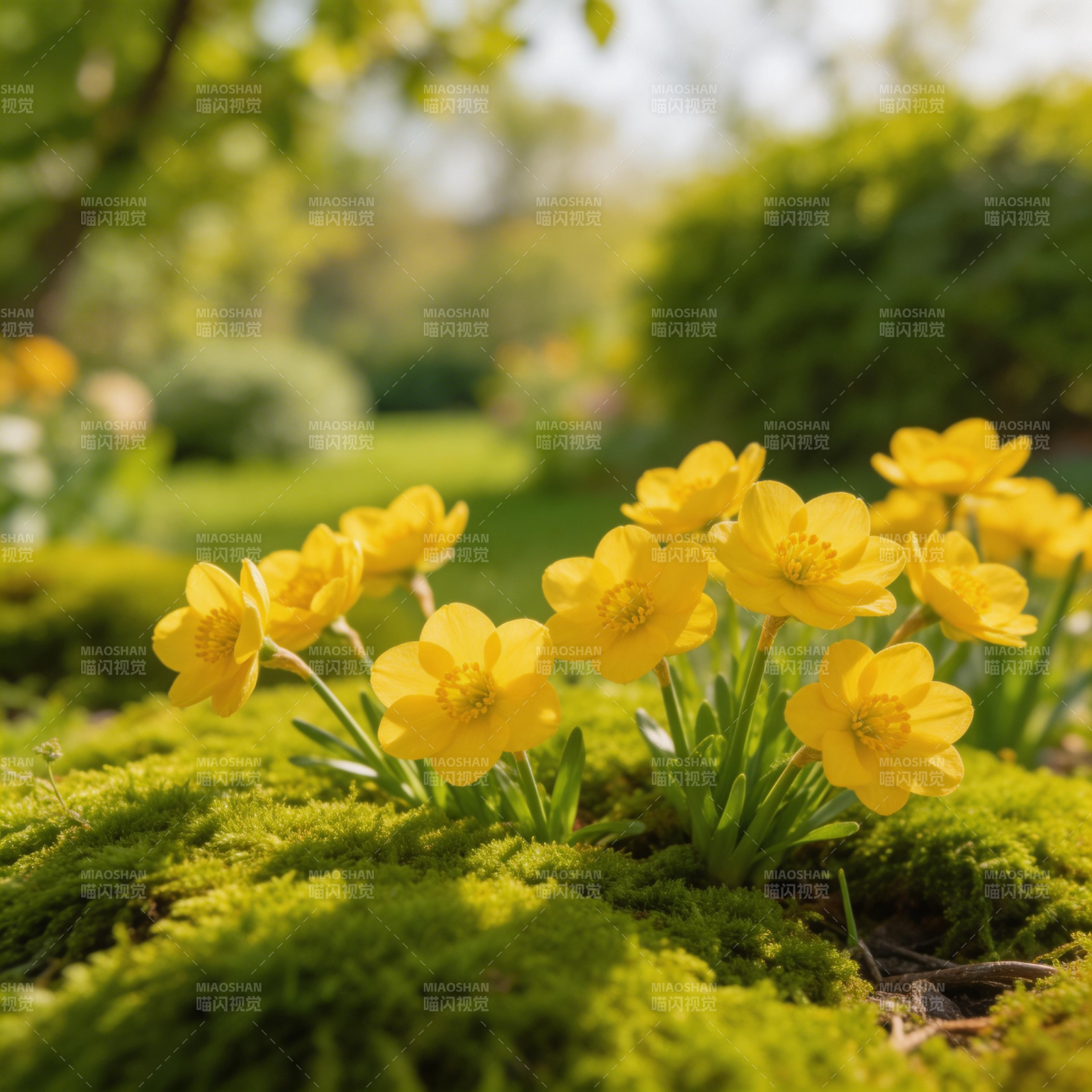 黄花绿茵春意浓图片