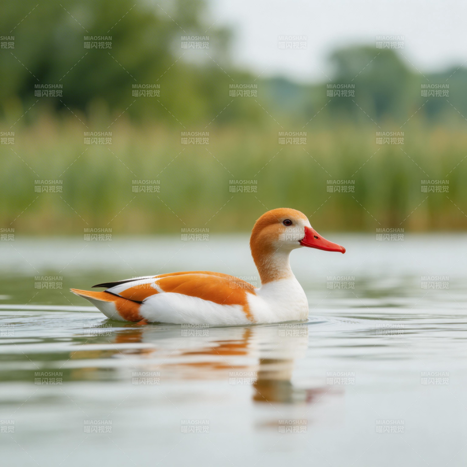 赤嘴鸭悠游水面图片