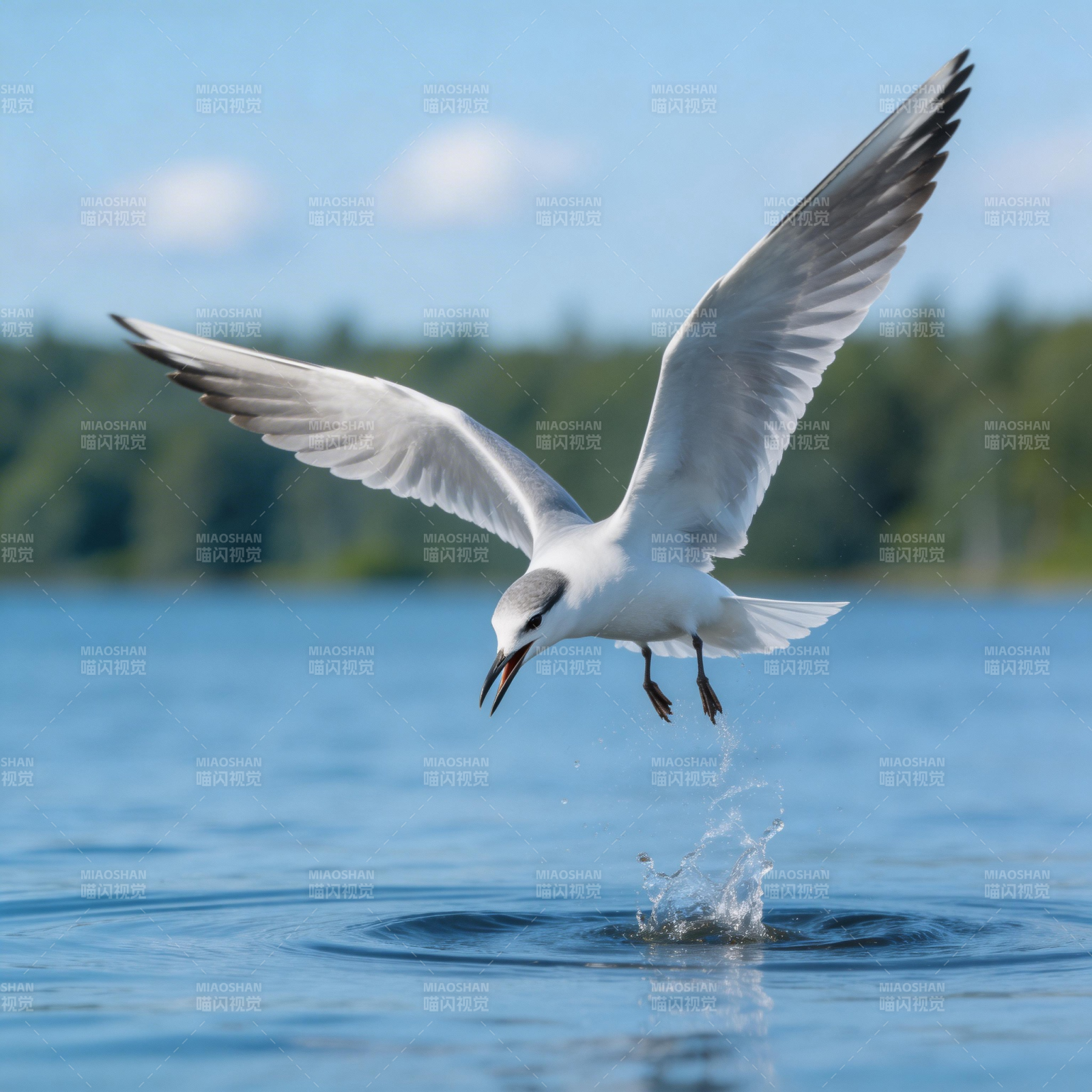 白鹭掠水捕食图片